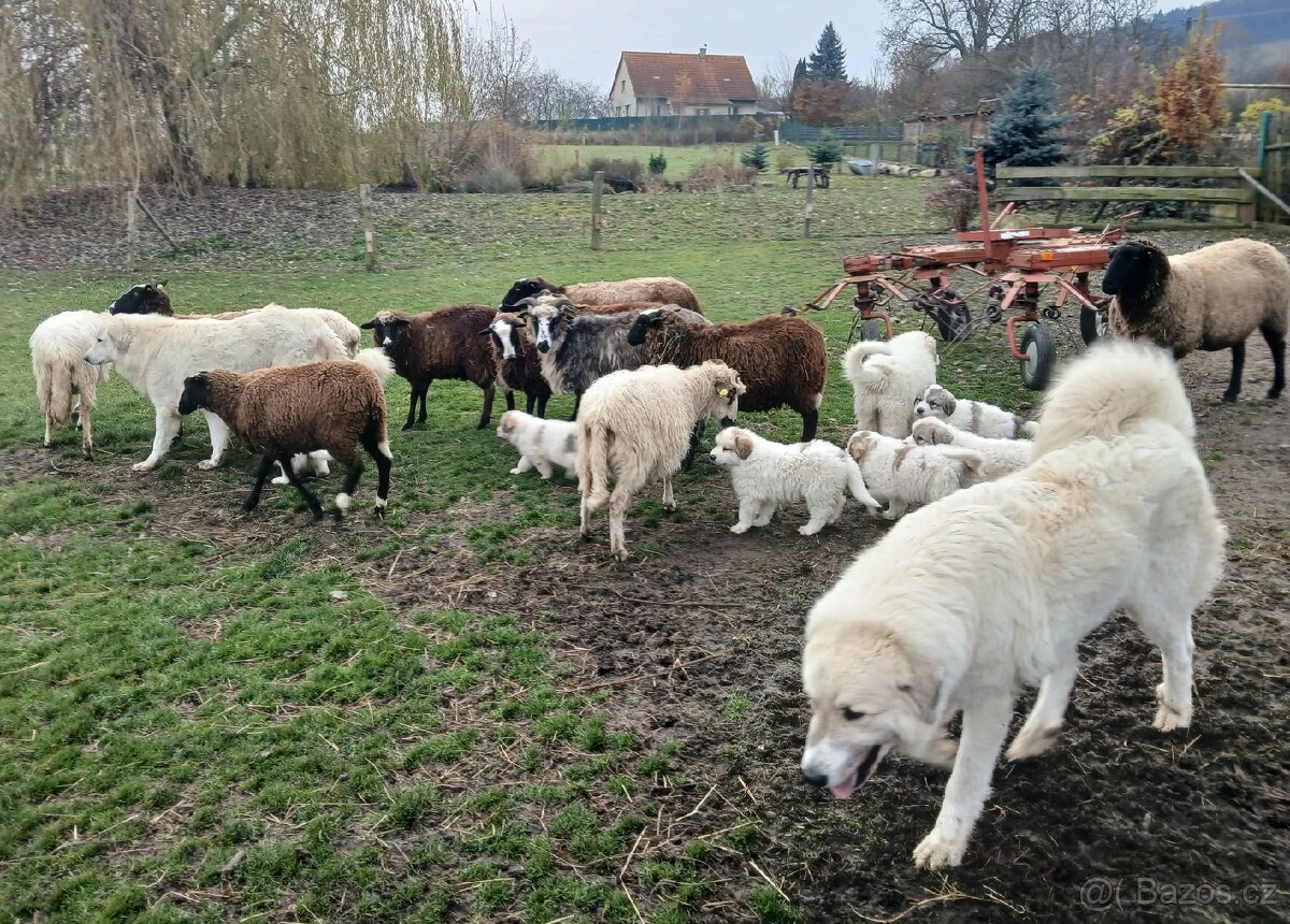 Pyrenejský horský pes