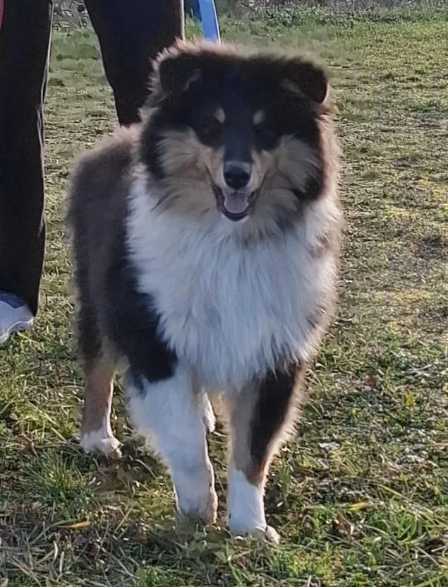 Poslední volný pejsek kolie s pp