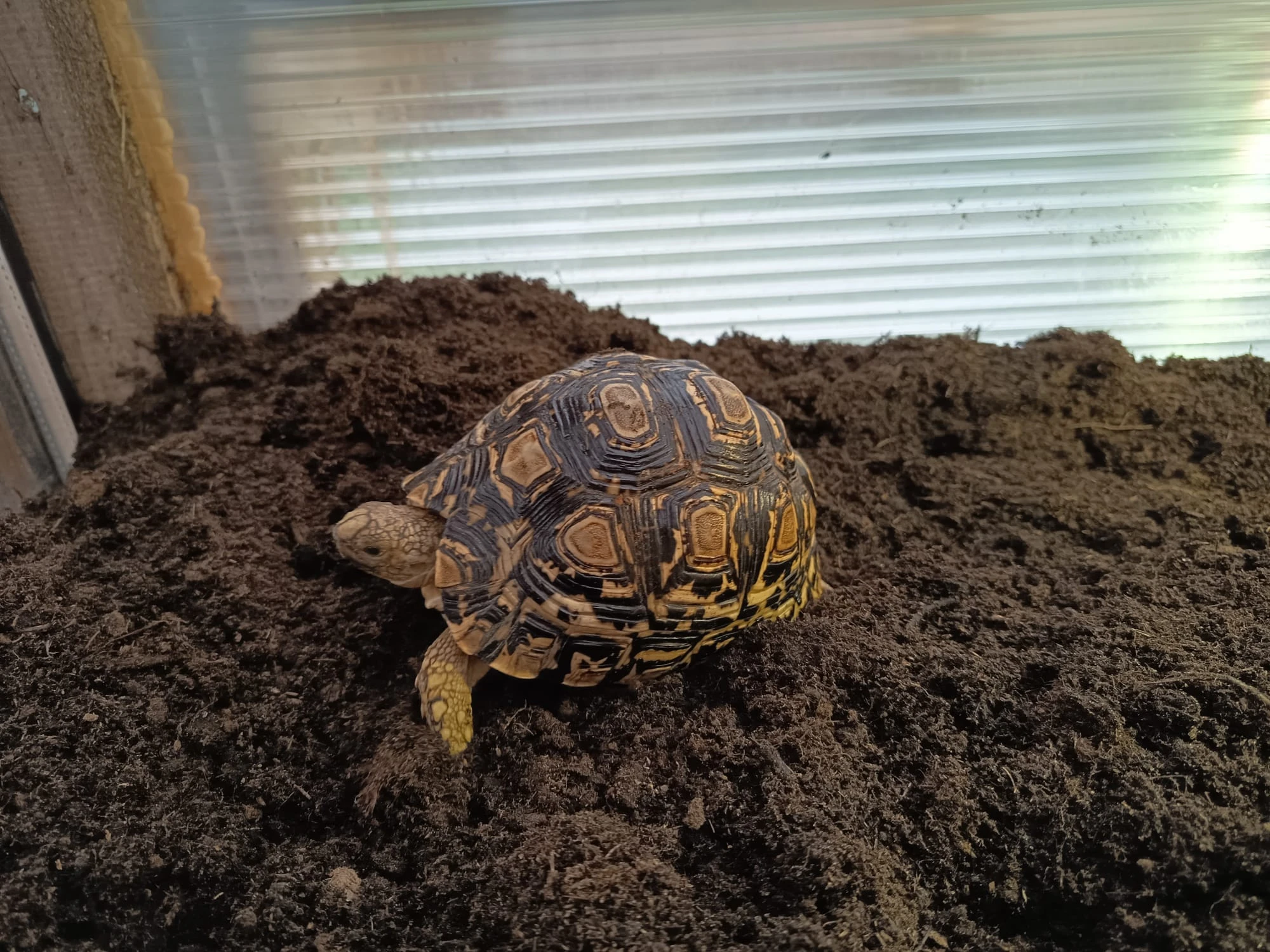 Prodam 4 letou samicku pardali