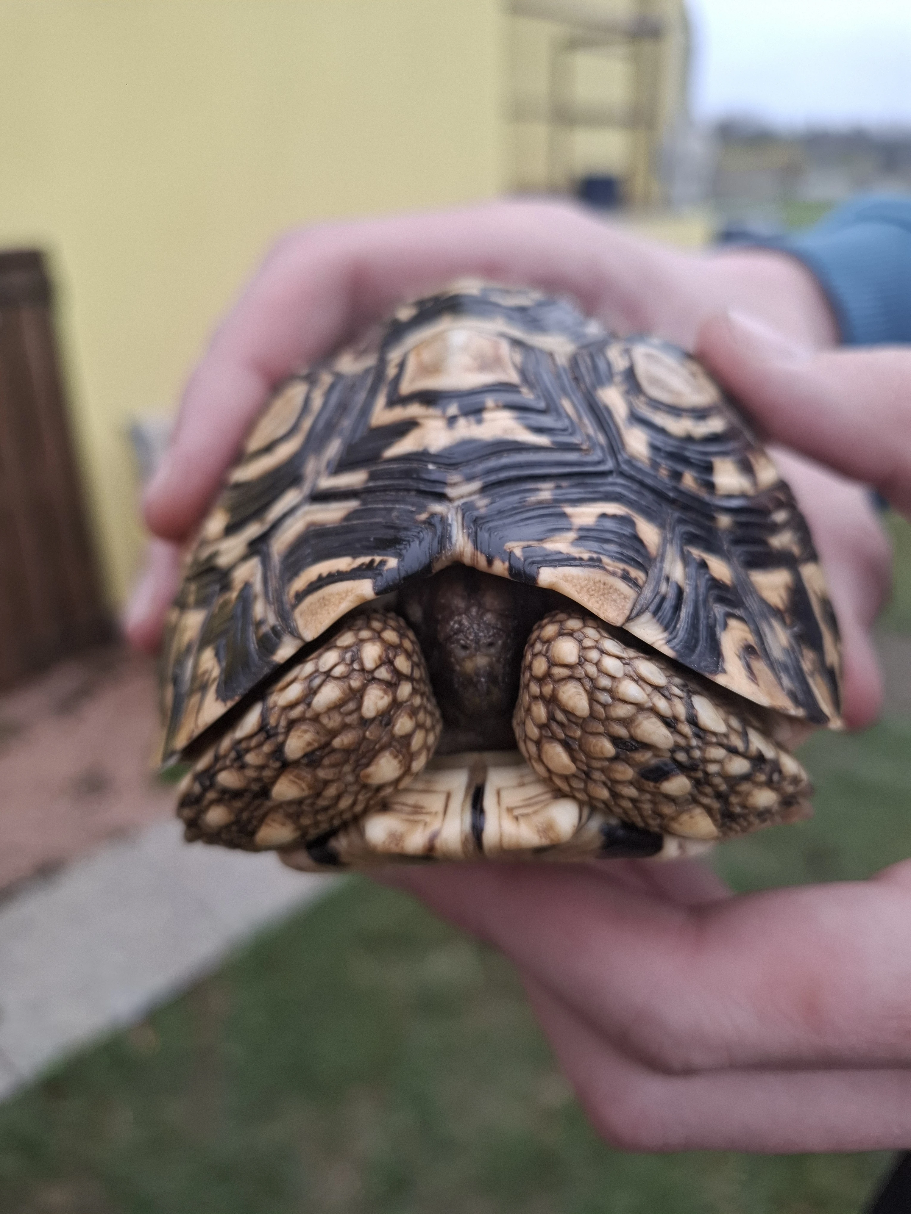 Prodam 4 letou samicku pardali