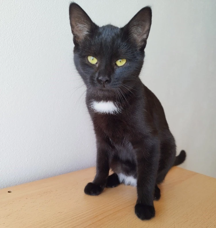 Kočička Barunka hledá nový domov