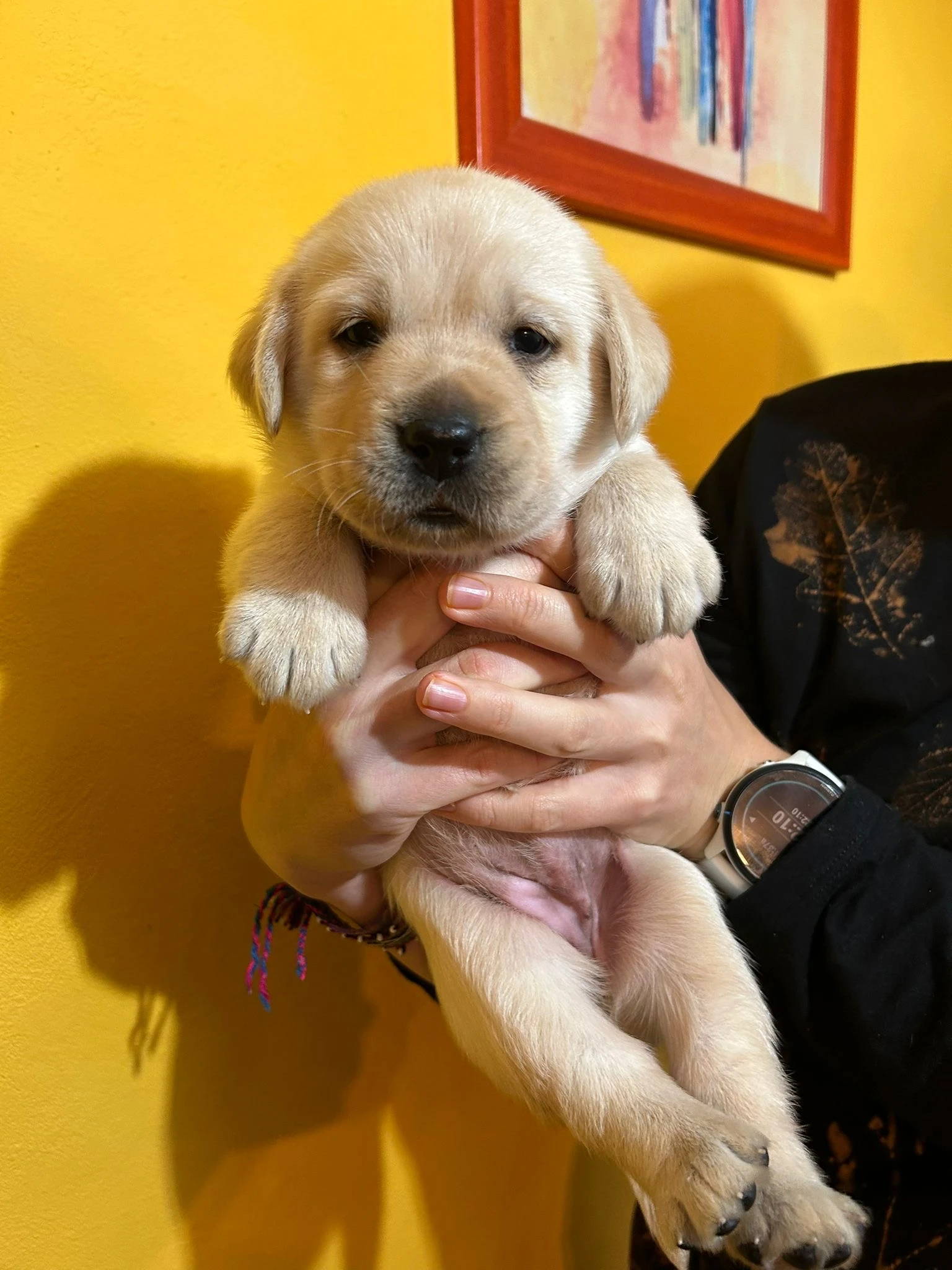 Labradorský retriever s PP