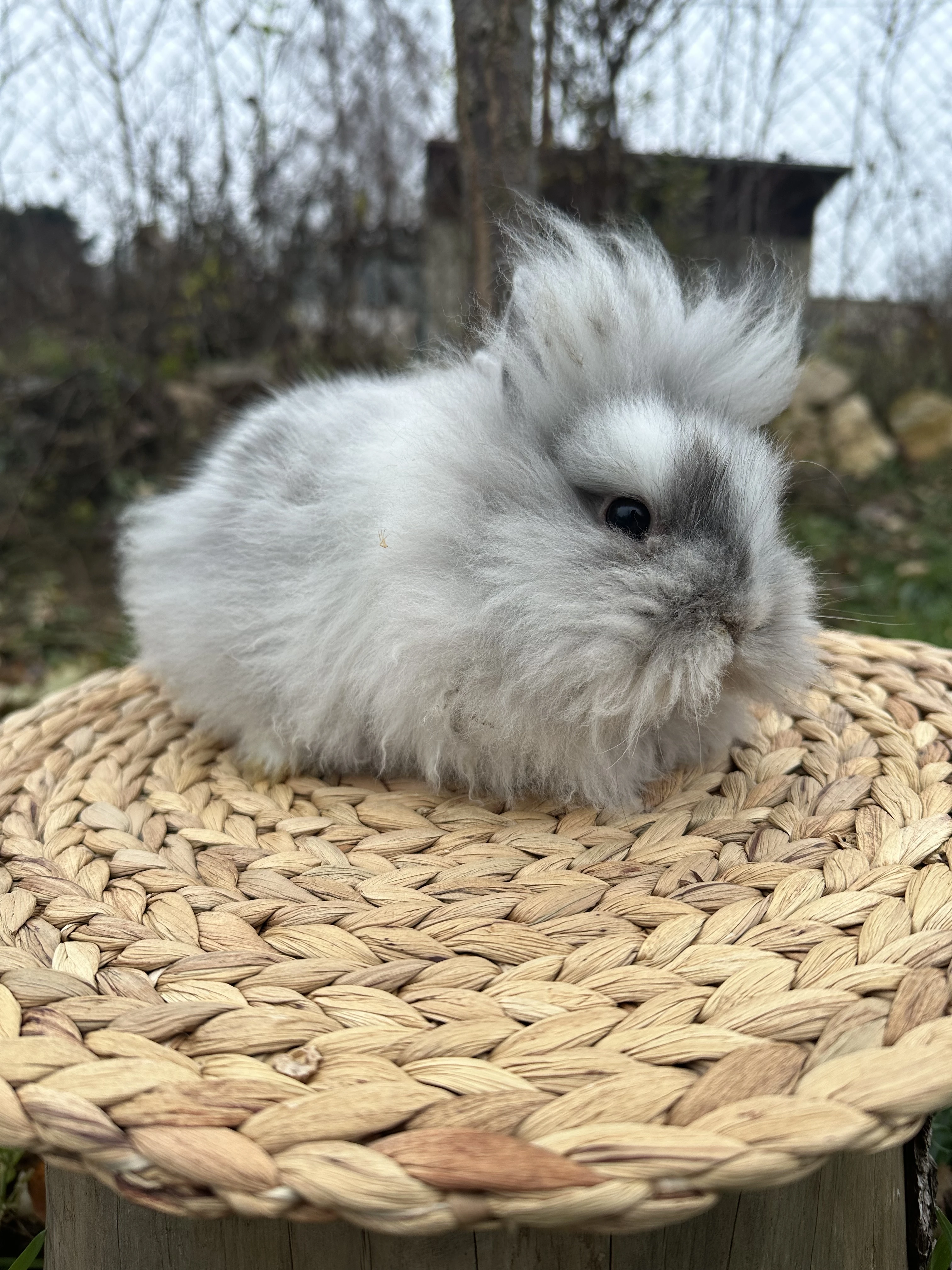 Zakrslý králík lvíček