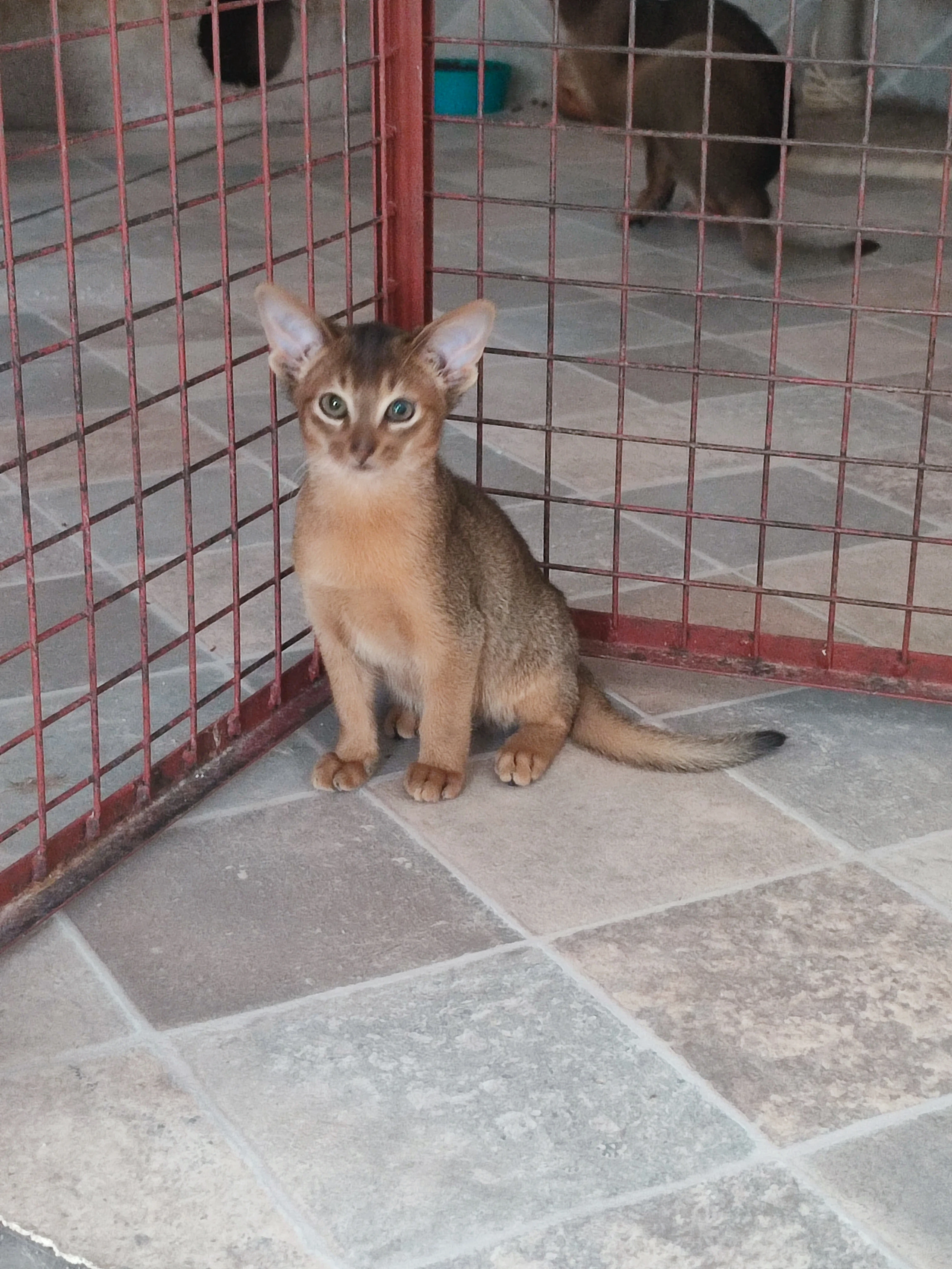 Habešský kocourek s PP