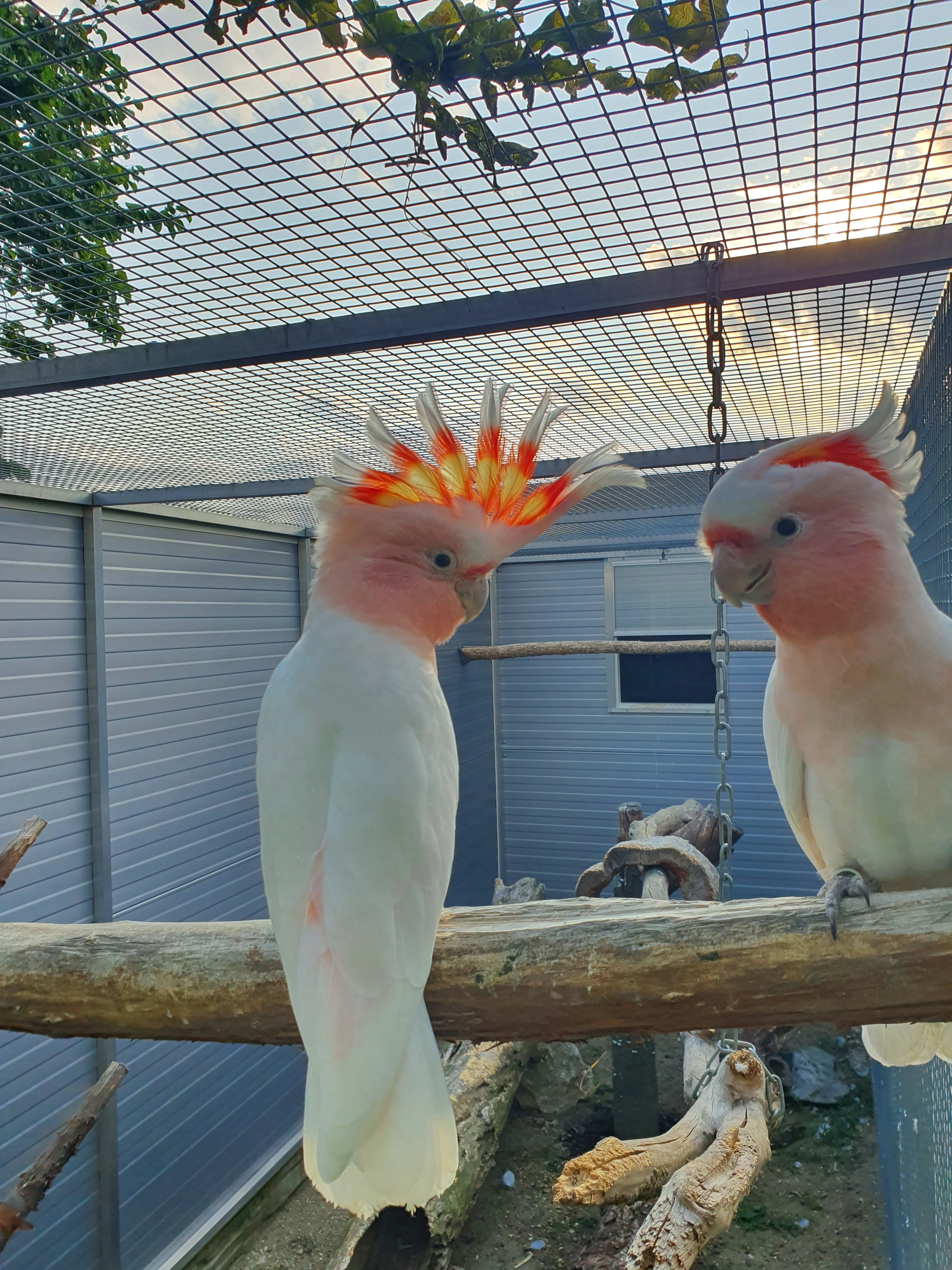 Inka,ruzovy lutino,horsky/lutino