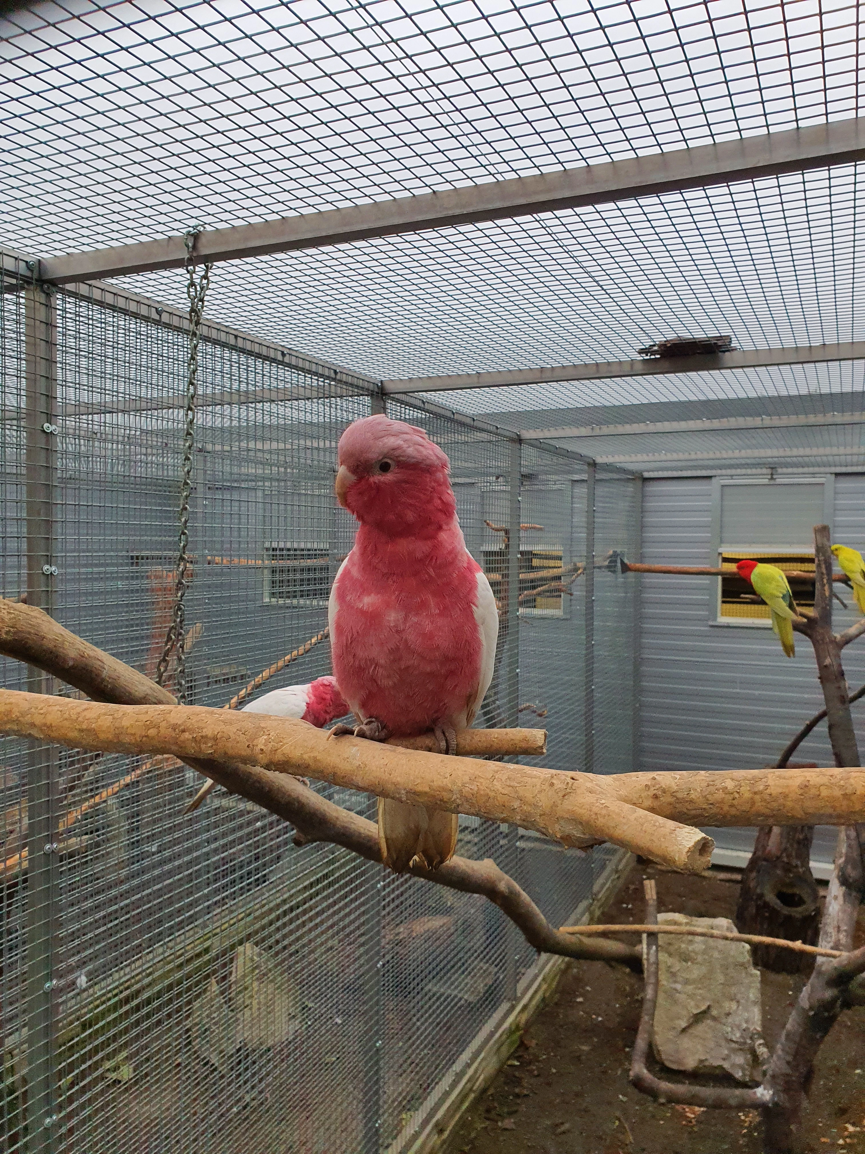 Ruzovy lutino,horsky/lutino