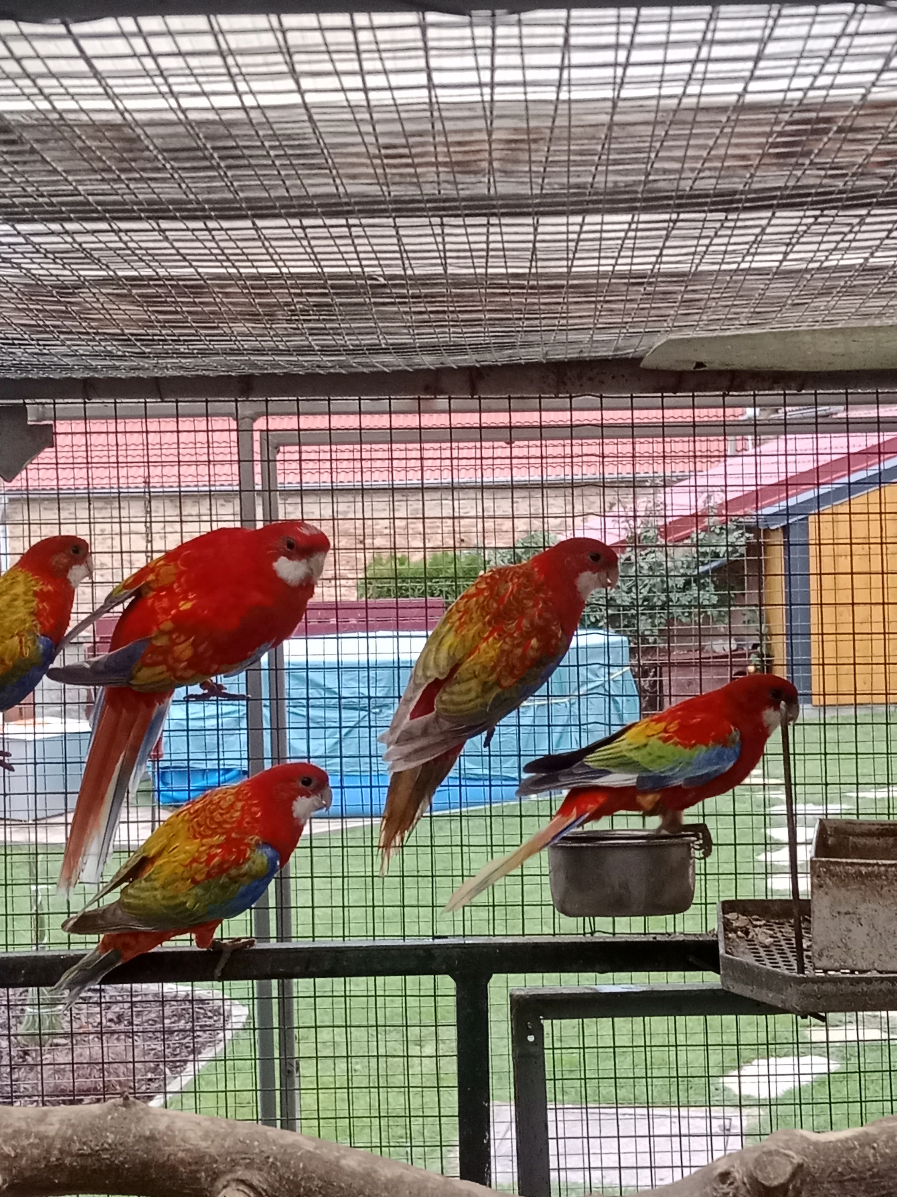 Prodám roselu gold gold opalin