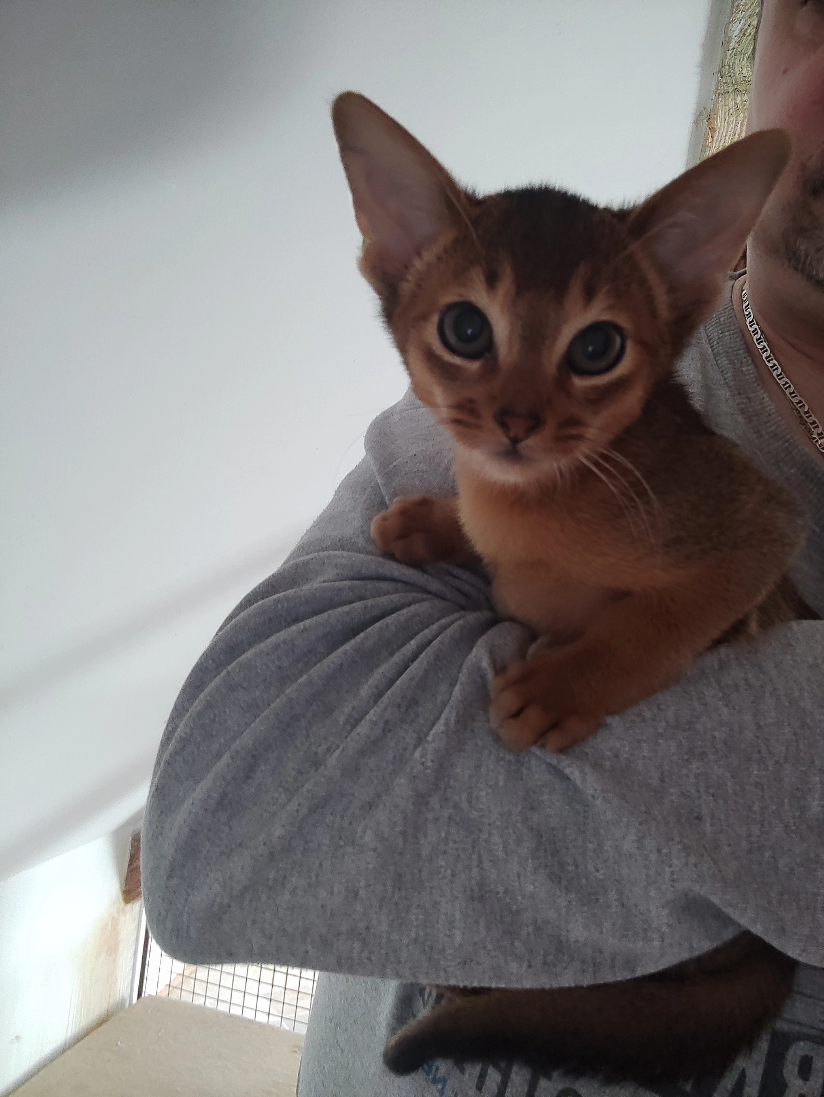 Habešský kocourek s PP