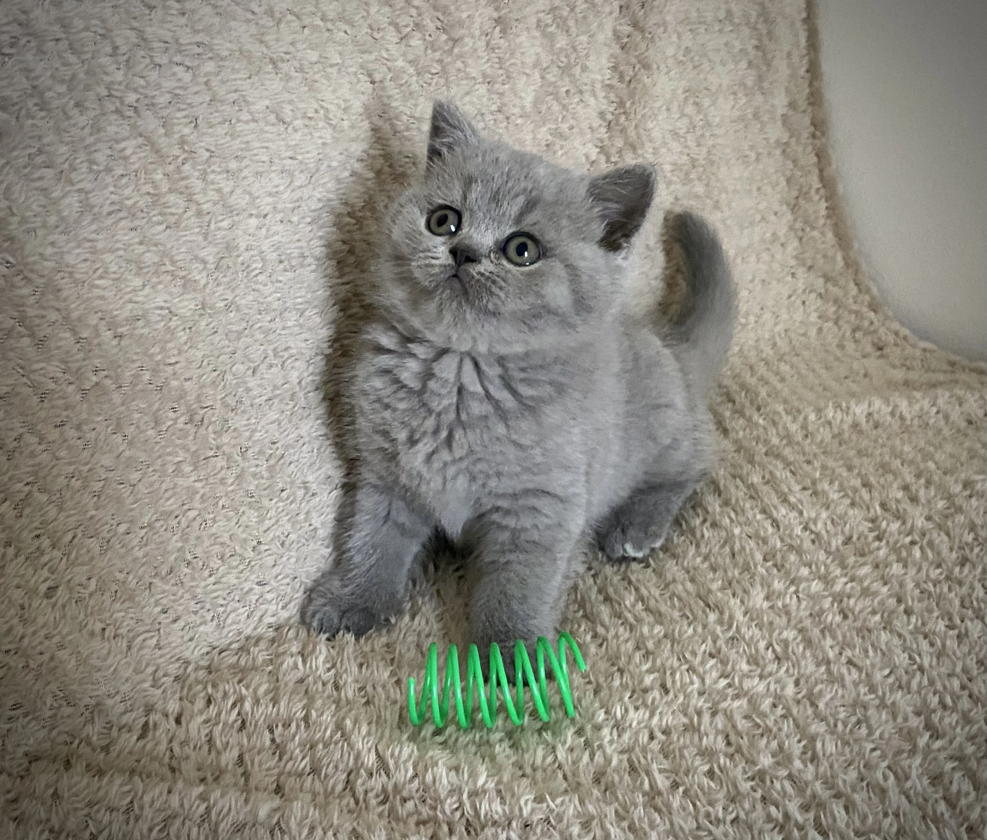 Britská koťátka s PP