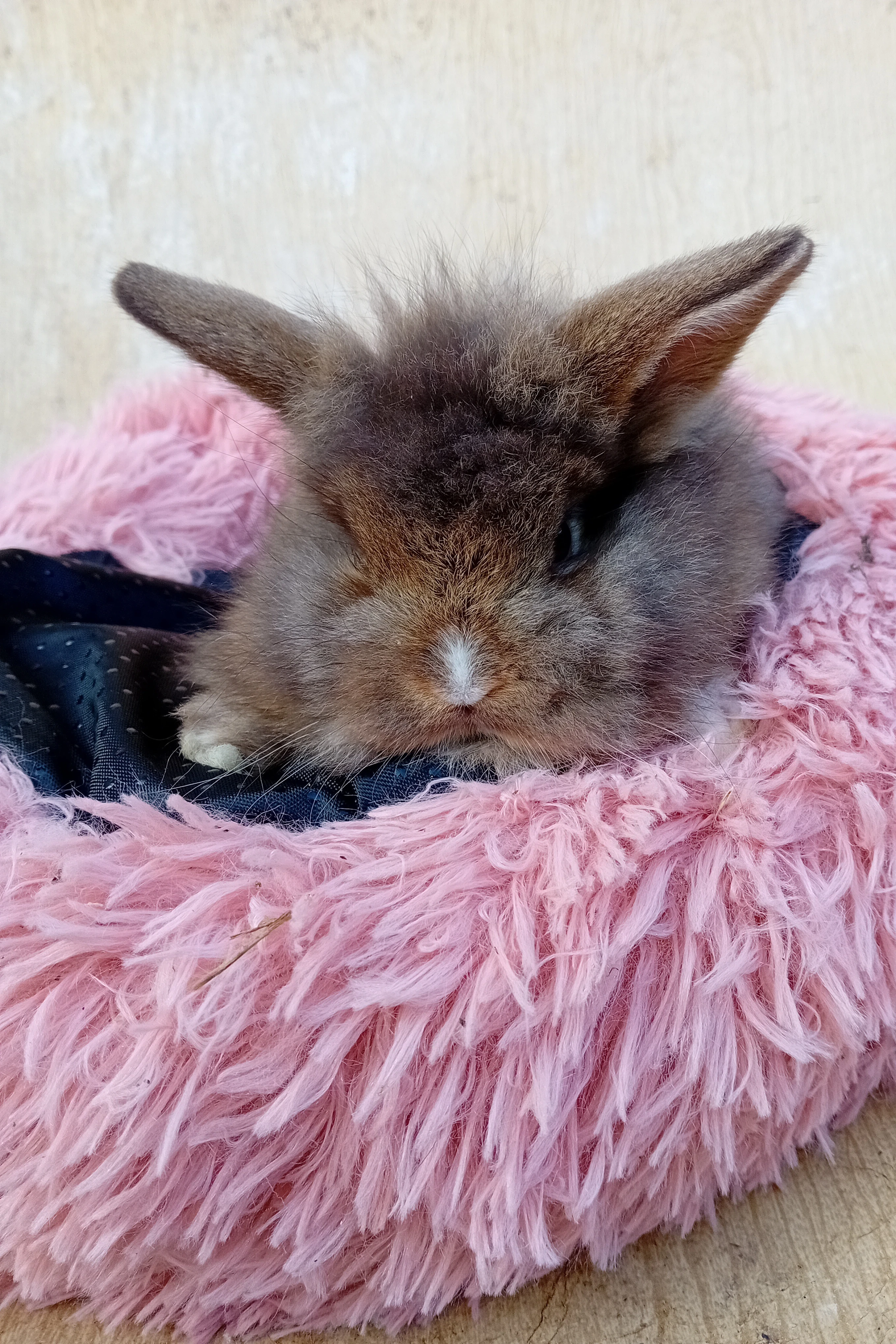 Zakrslý králíček