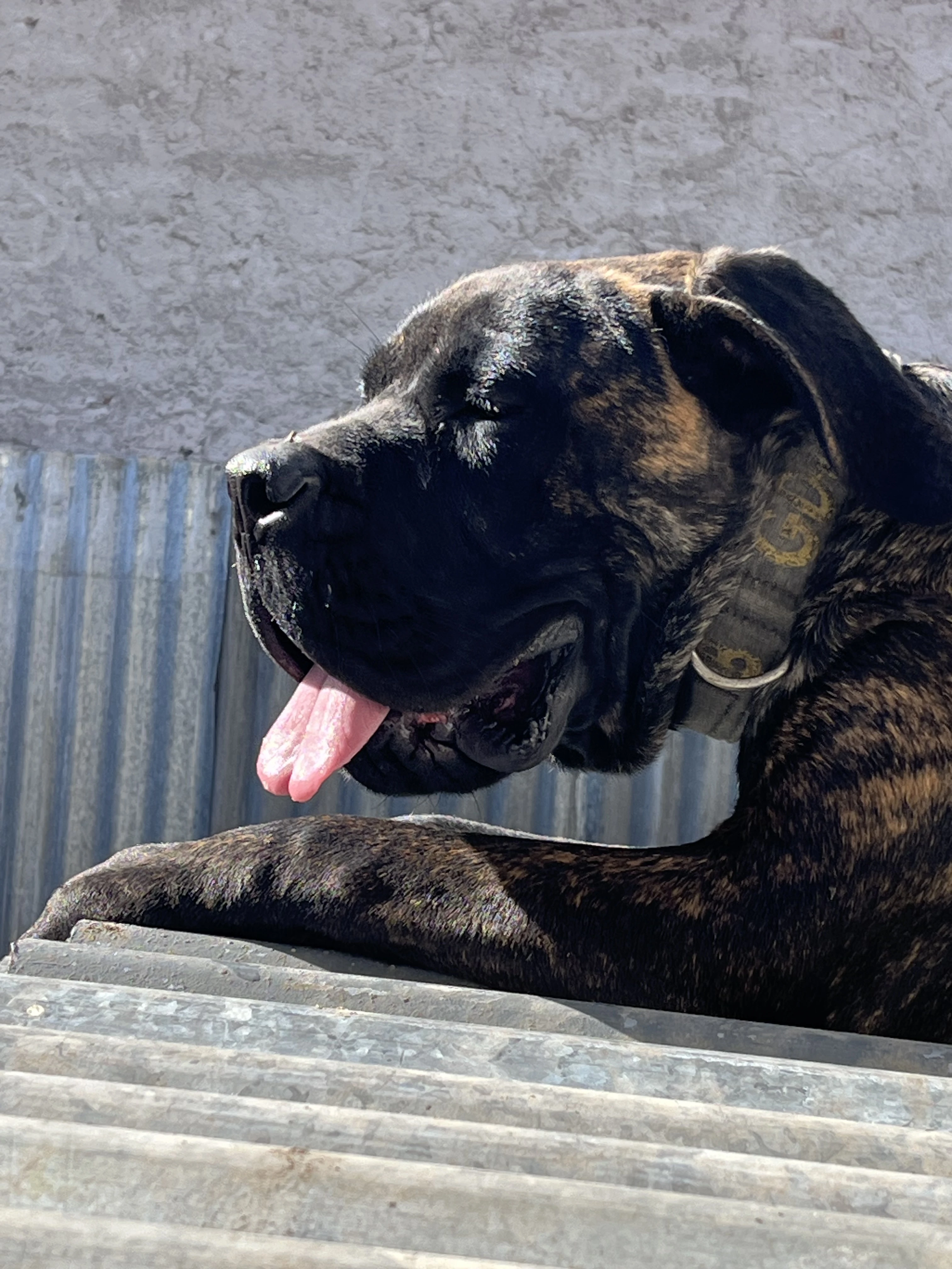 Fenka Cane Corso s PP