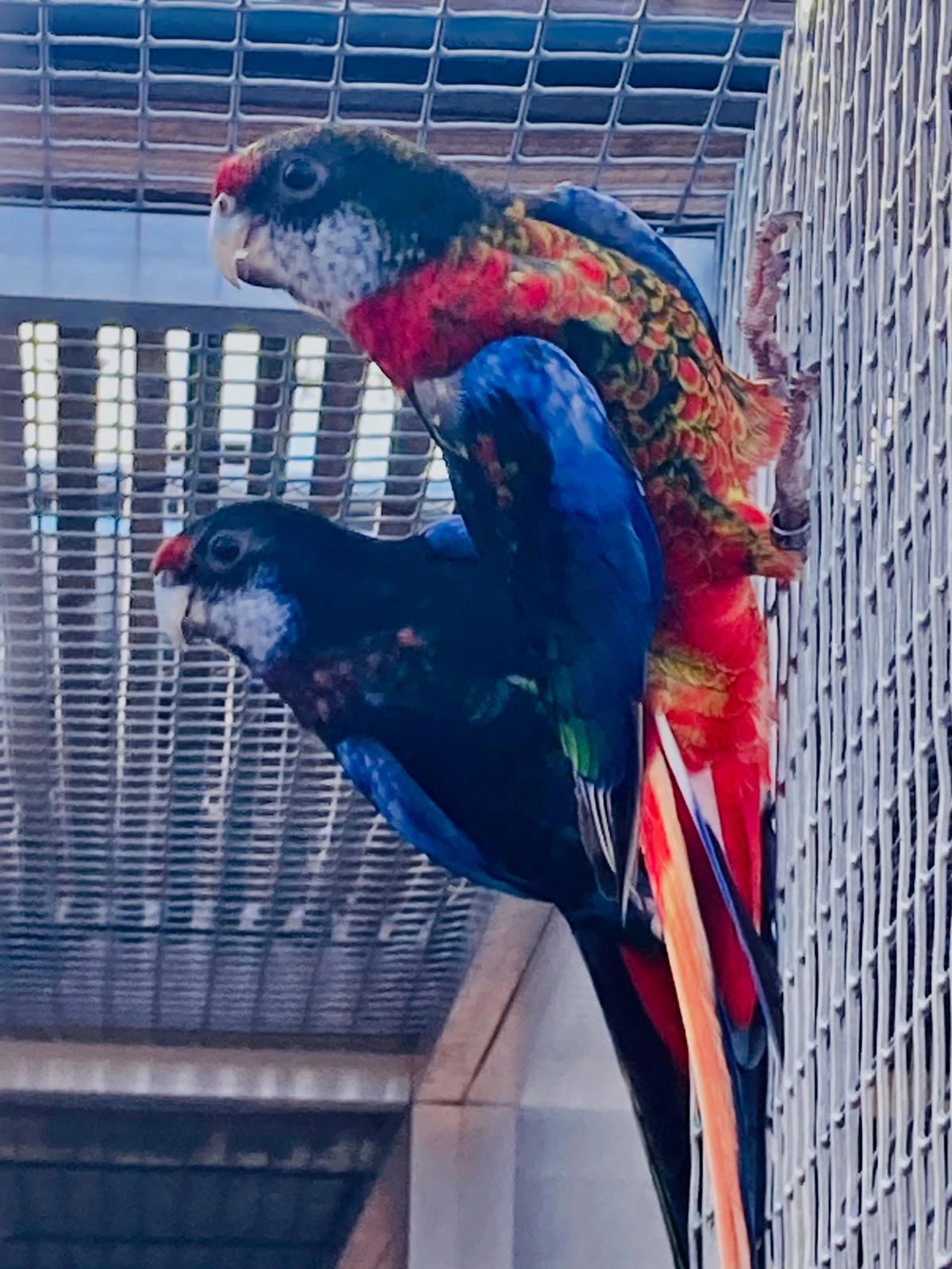 Rosela pestrá černá, modrá