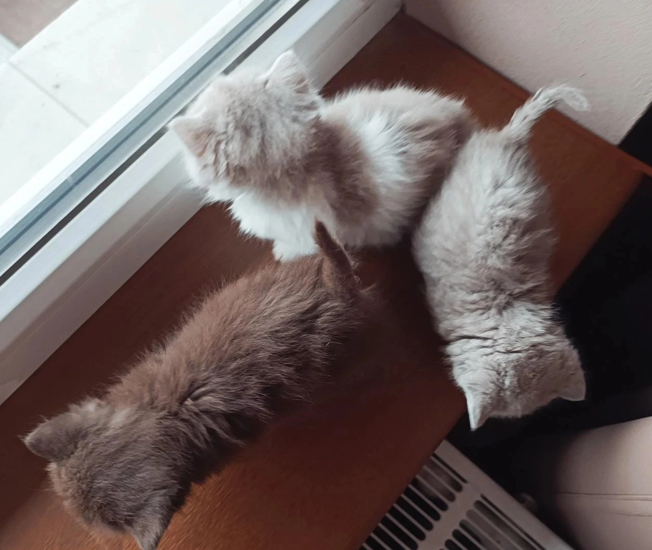 Vanocni britska kotatka