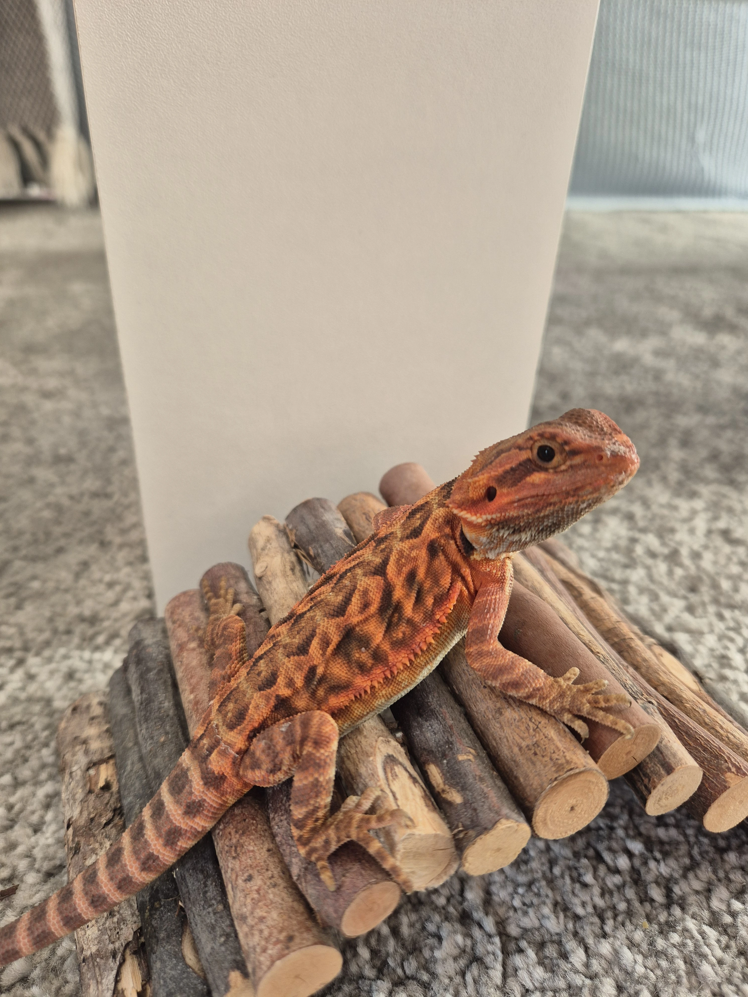 Mládě agamy vousaté