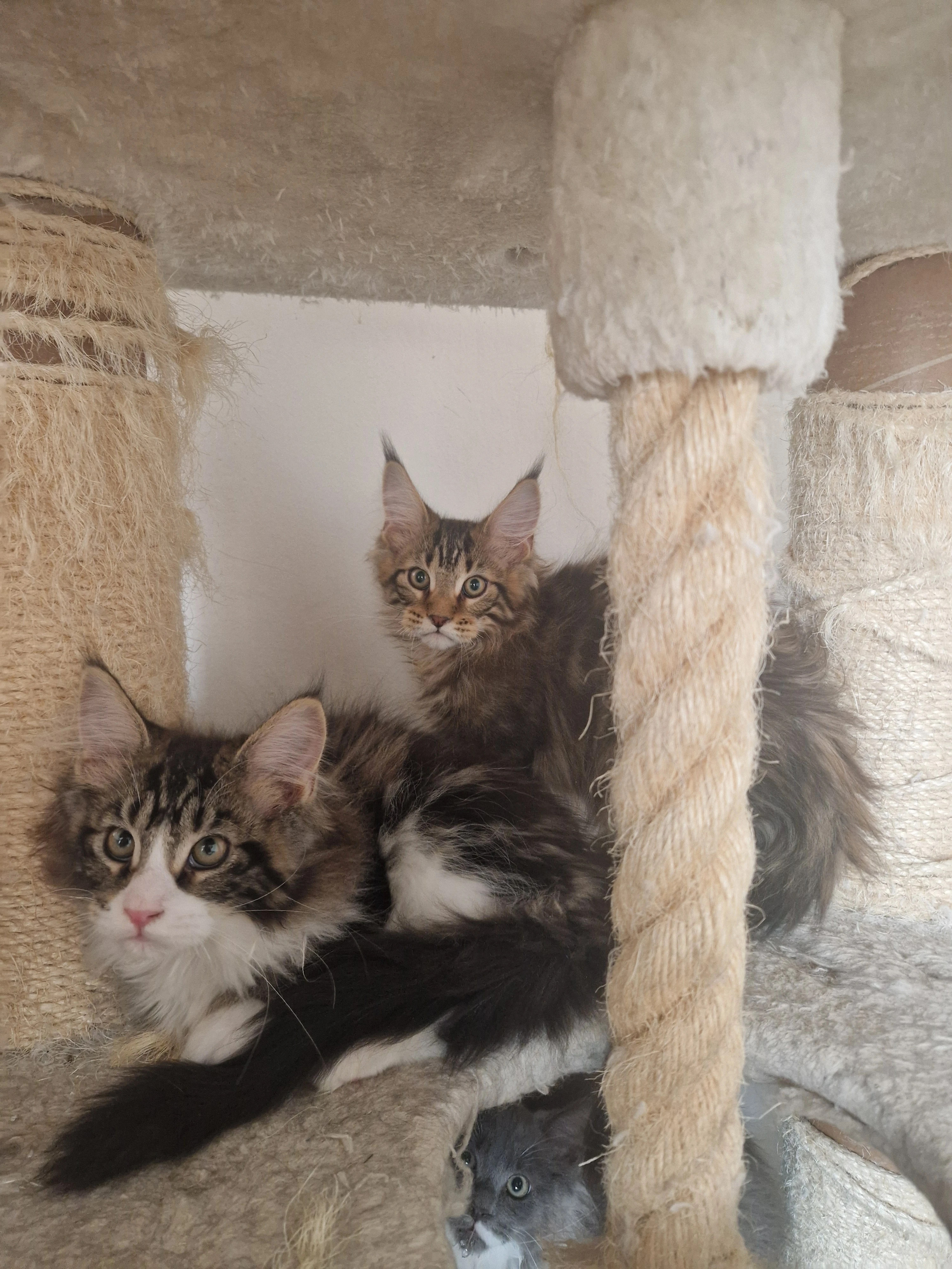 Mainska mývalí s PP- kocouři