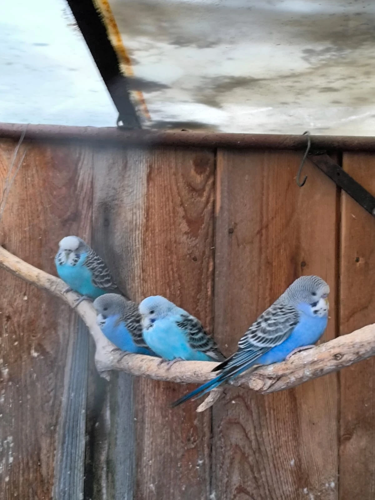 Prodám andulky vlnkované