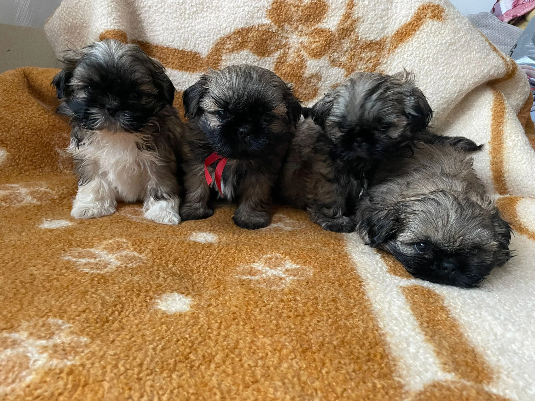 Štěňata shih-tzu bez PP