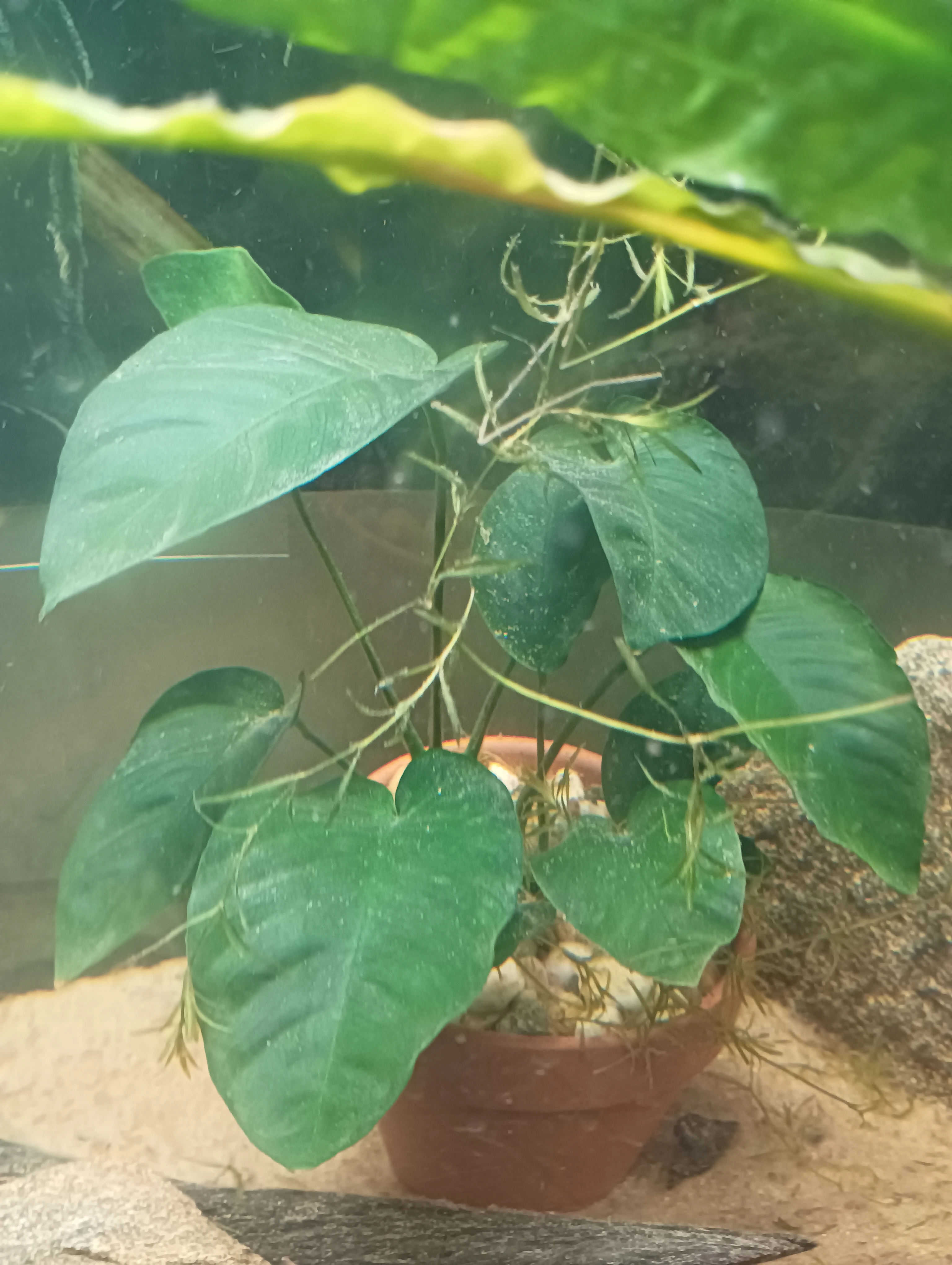 Daruji akvarijní rostliny