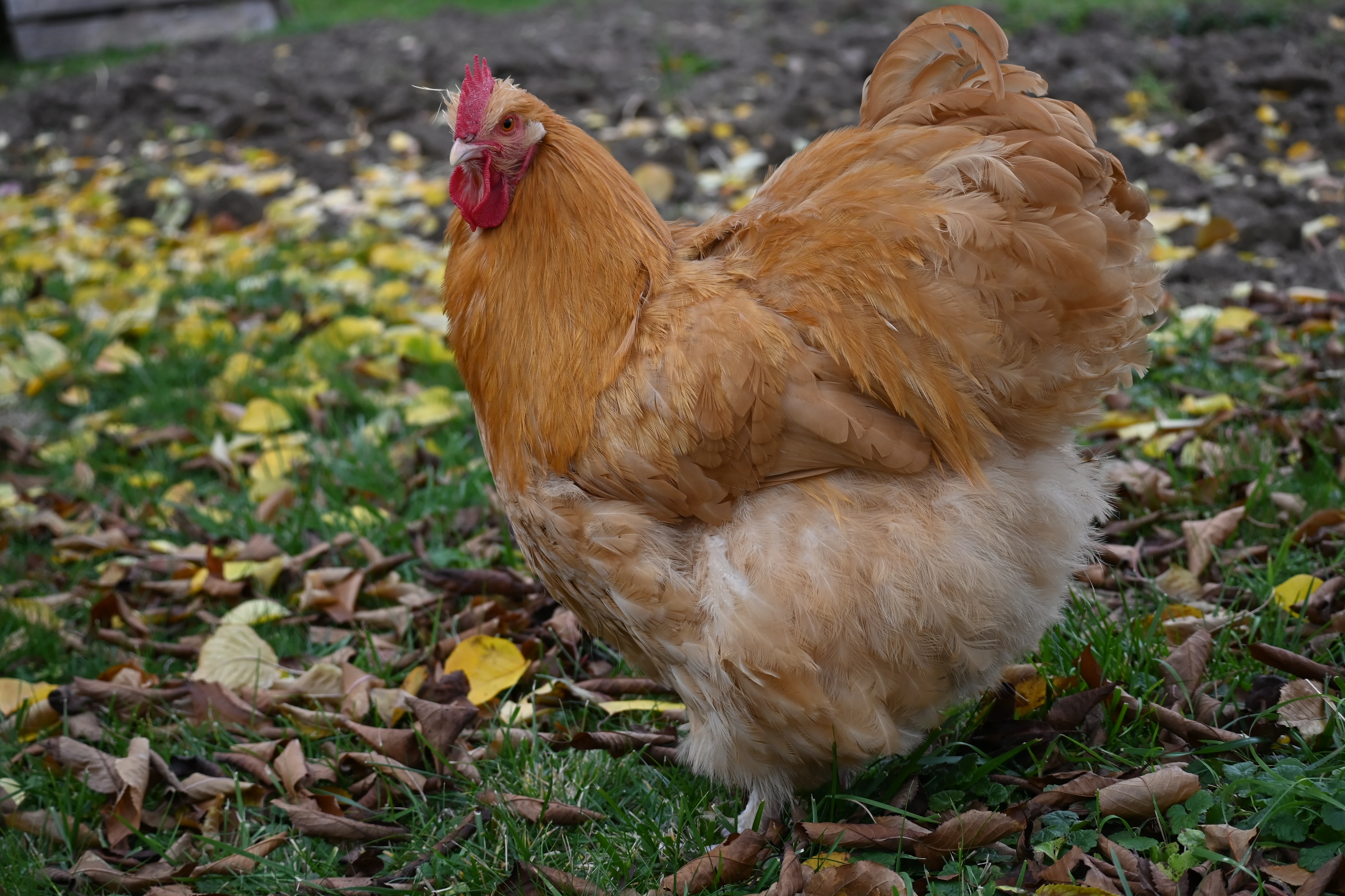 Kohouti orpingtonky