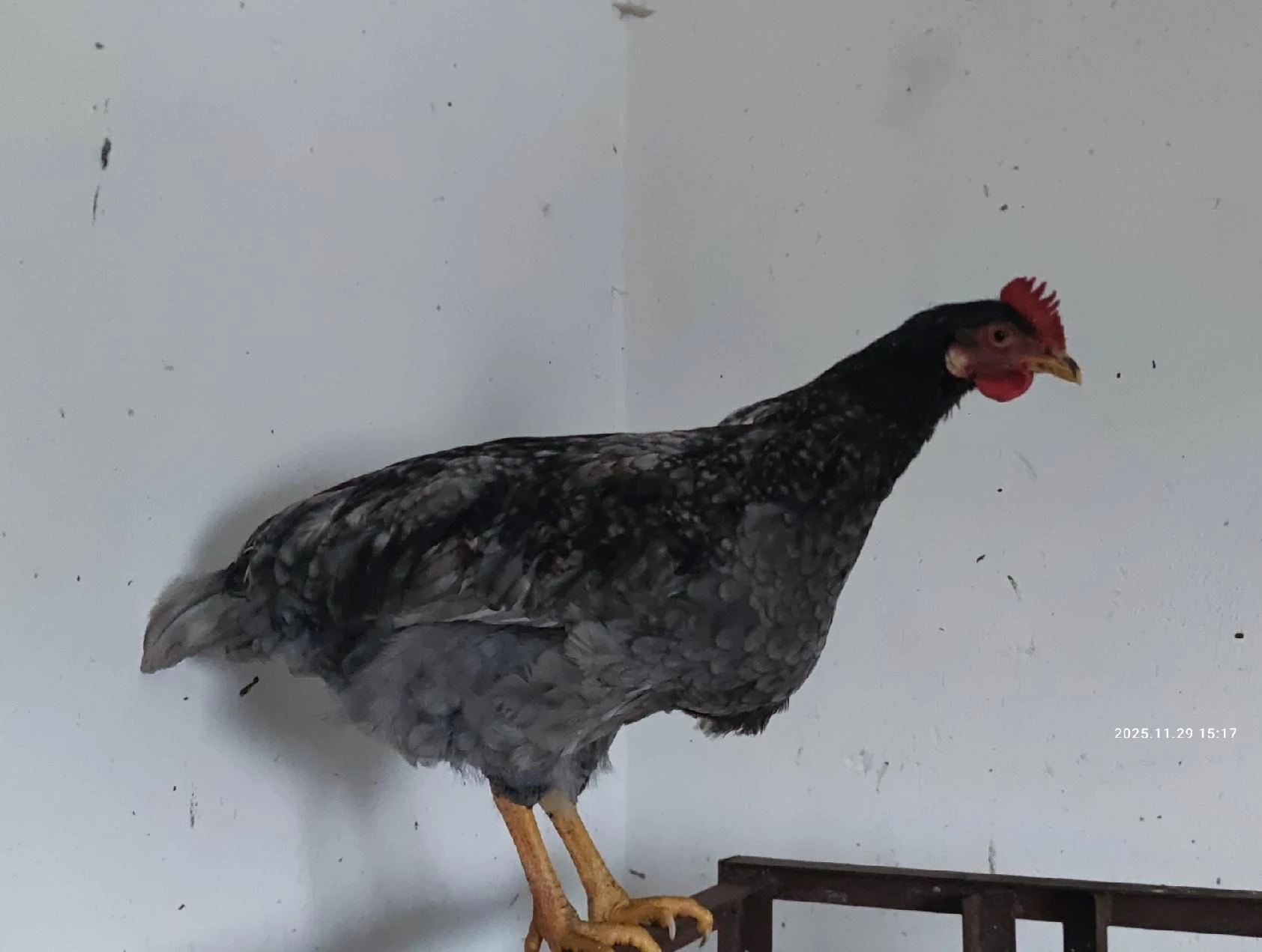 Kohot  Dominanat  Greenshell