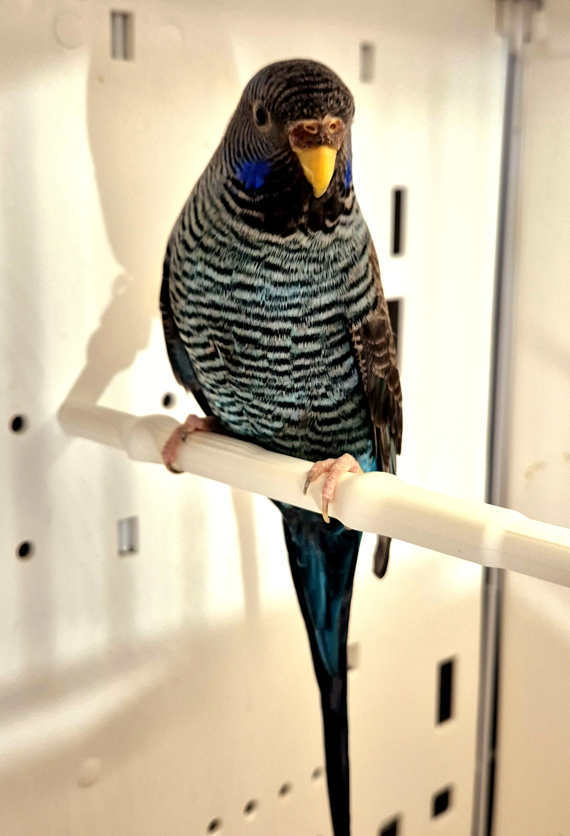 Blackface blackwing bfbw doubleblack