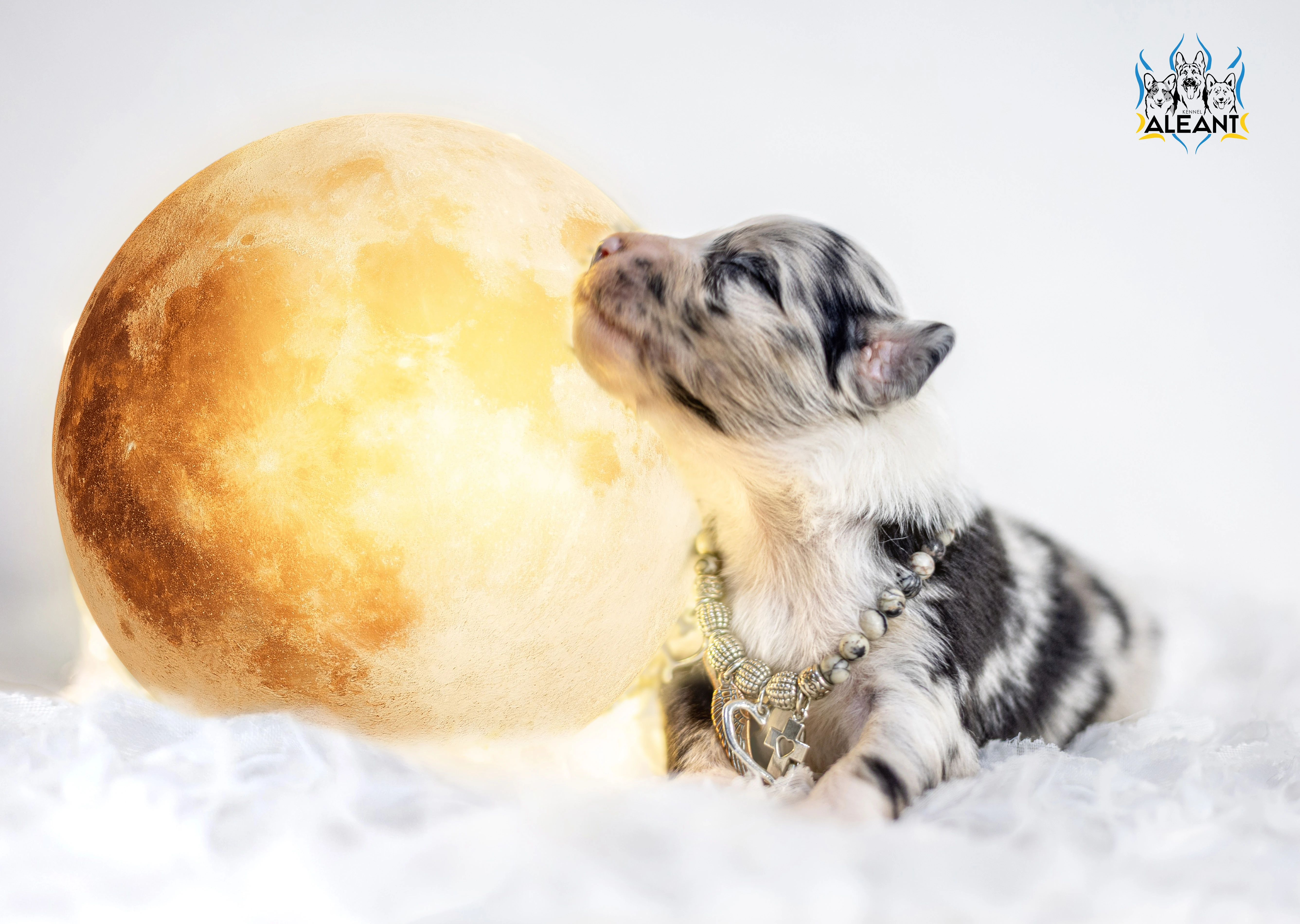 Štěňata miniaturního amerického ovčáka (Mini Aussie)