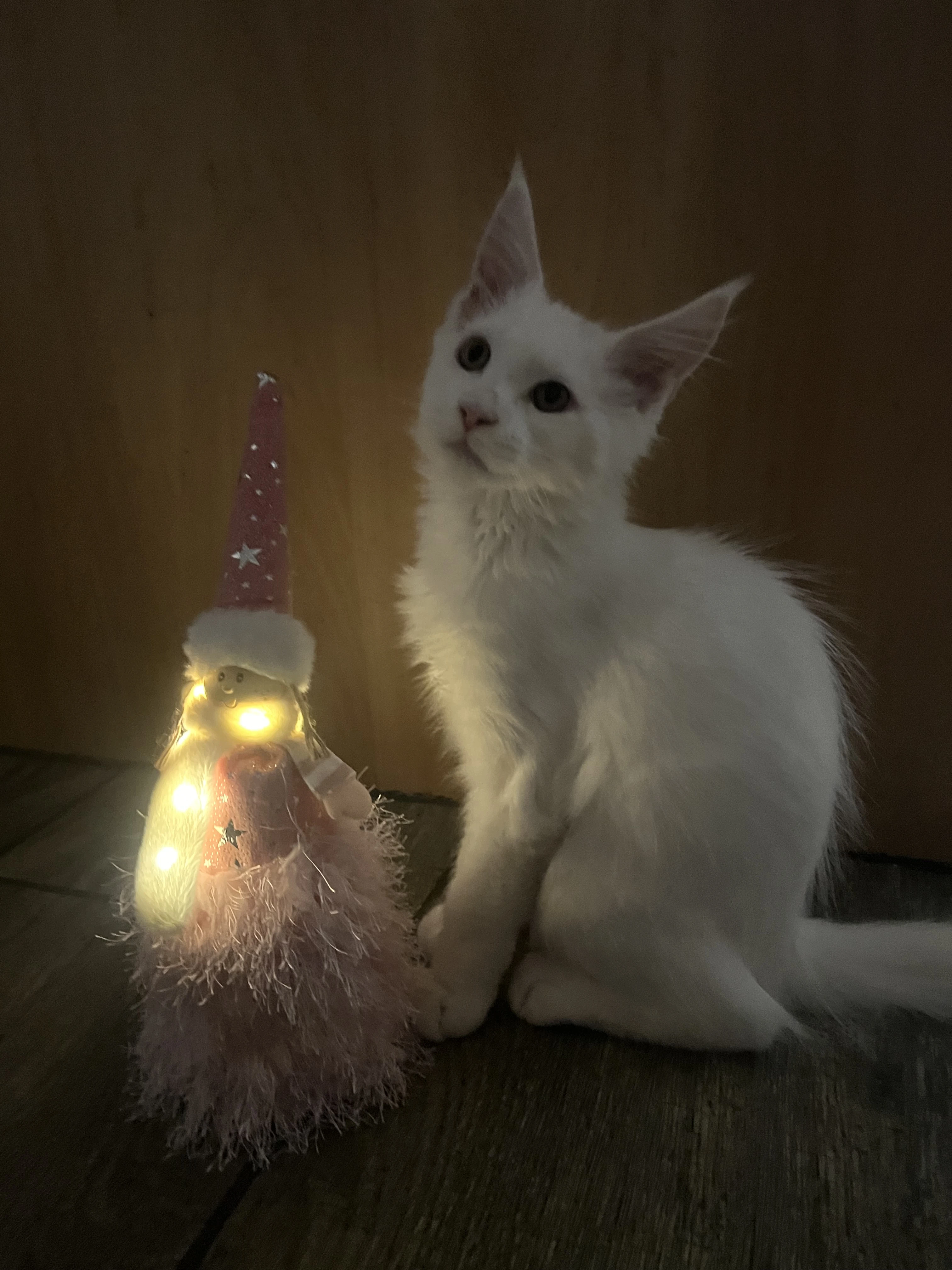 MCO poslední chlapečci