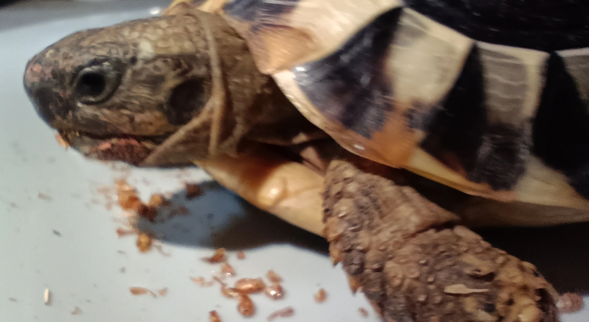 Přenechám chovateli