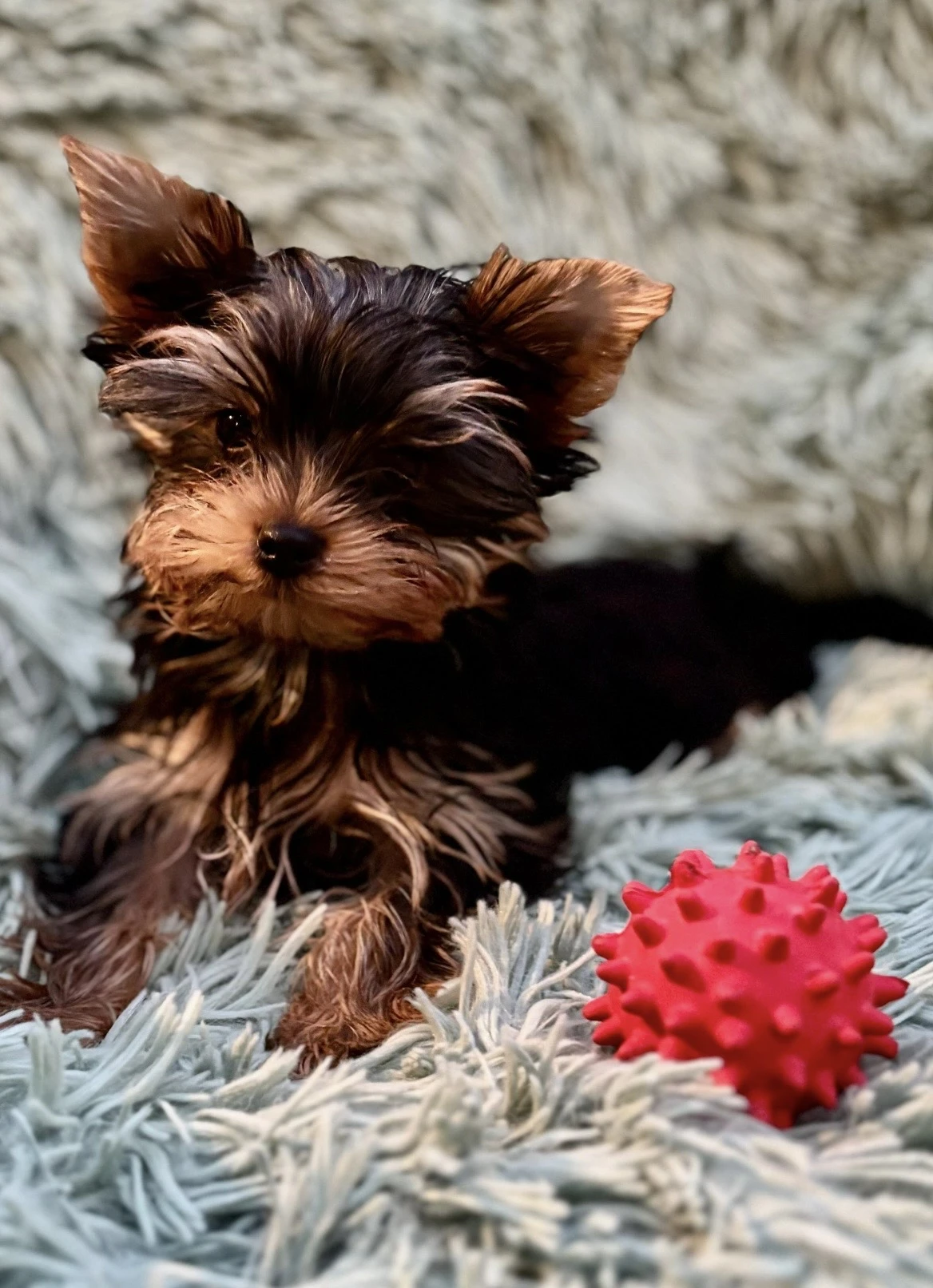 Štěňátka Yorkshire terier