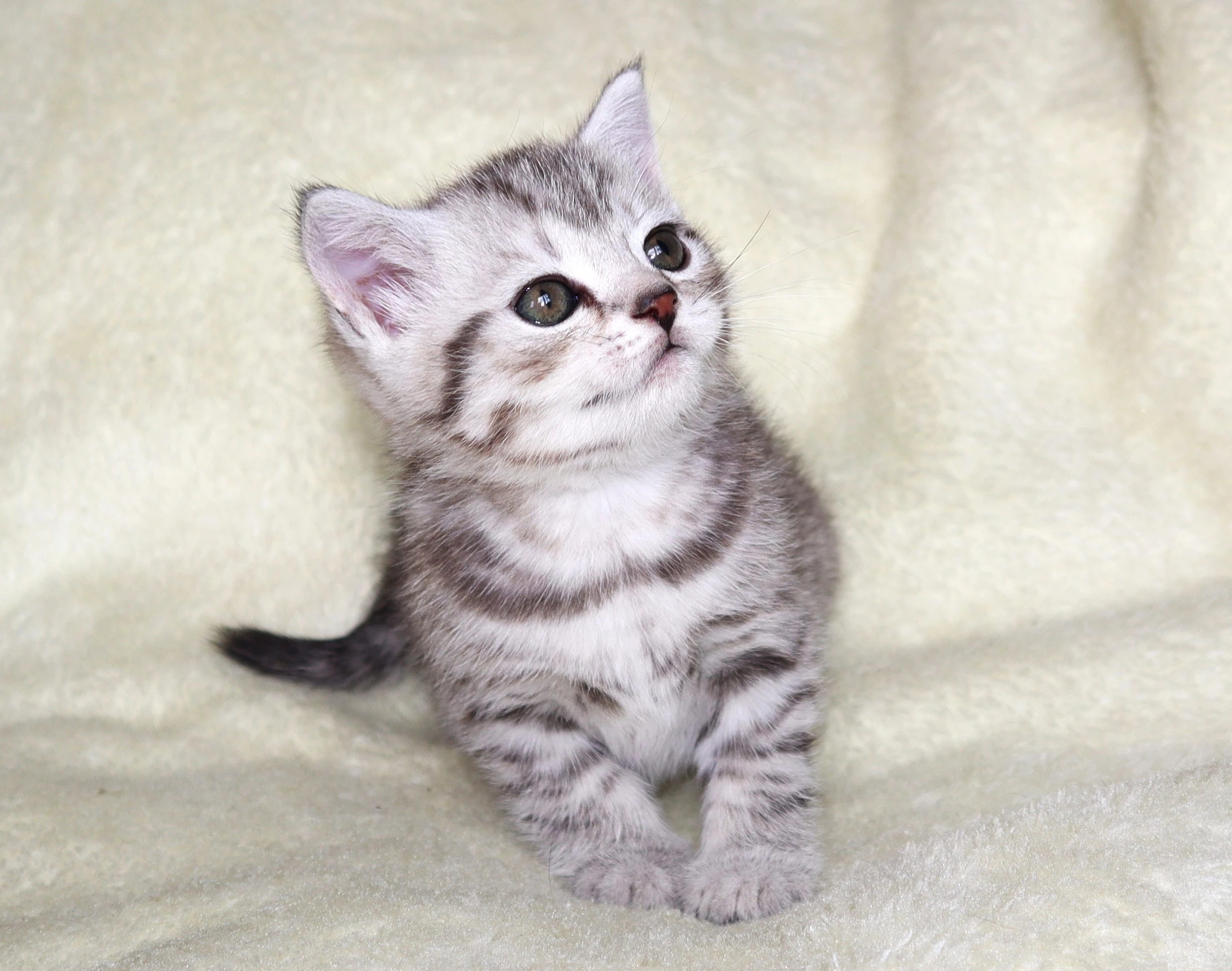 Britská koťata s průkazem původu