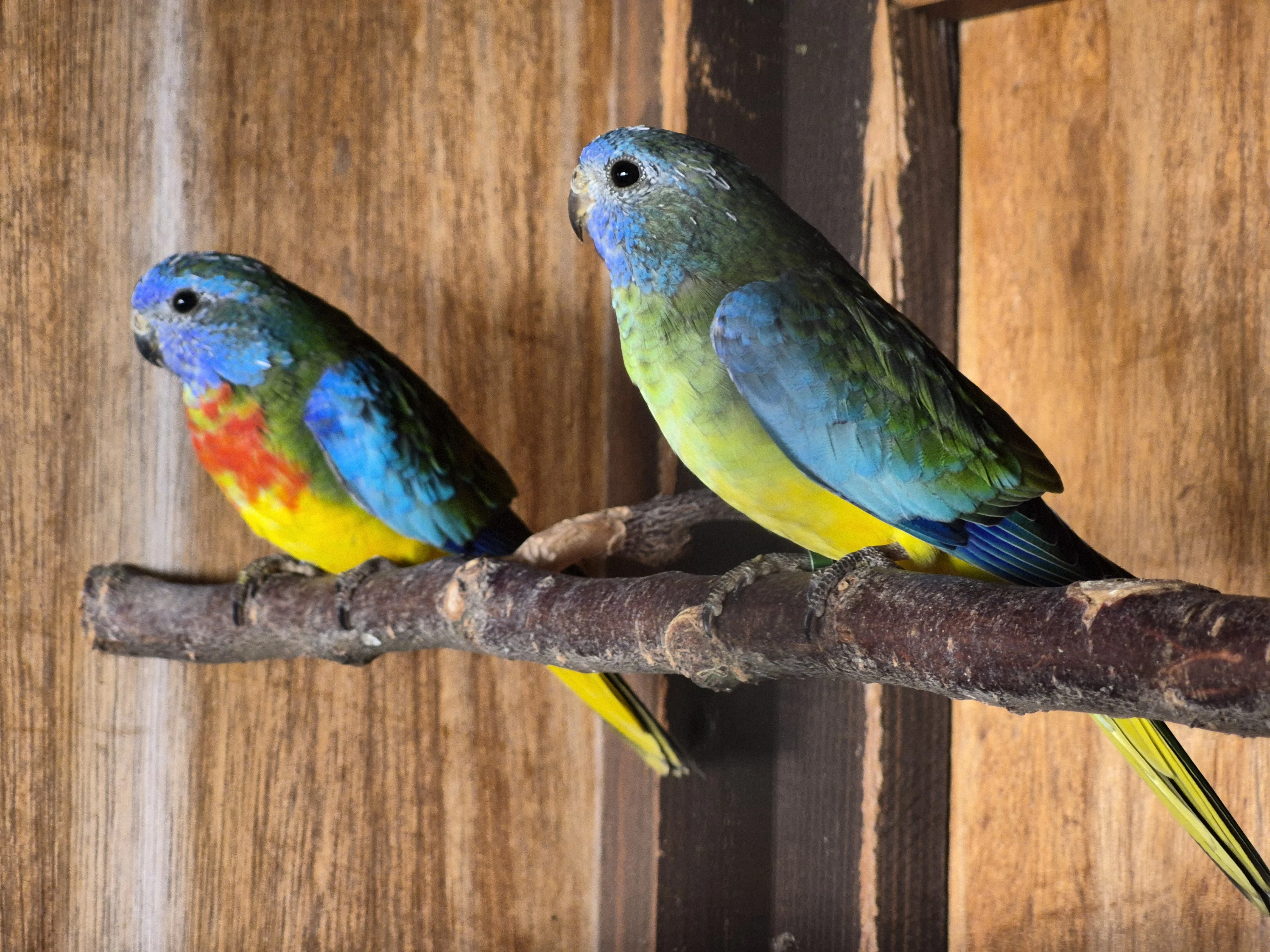 Neoféma modrohlavá