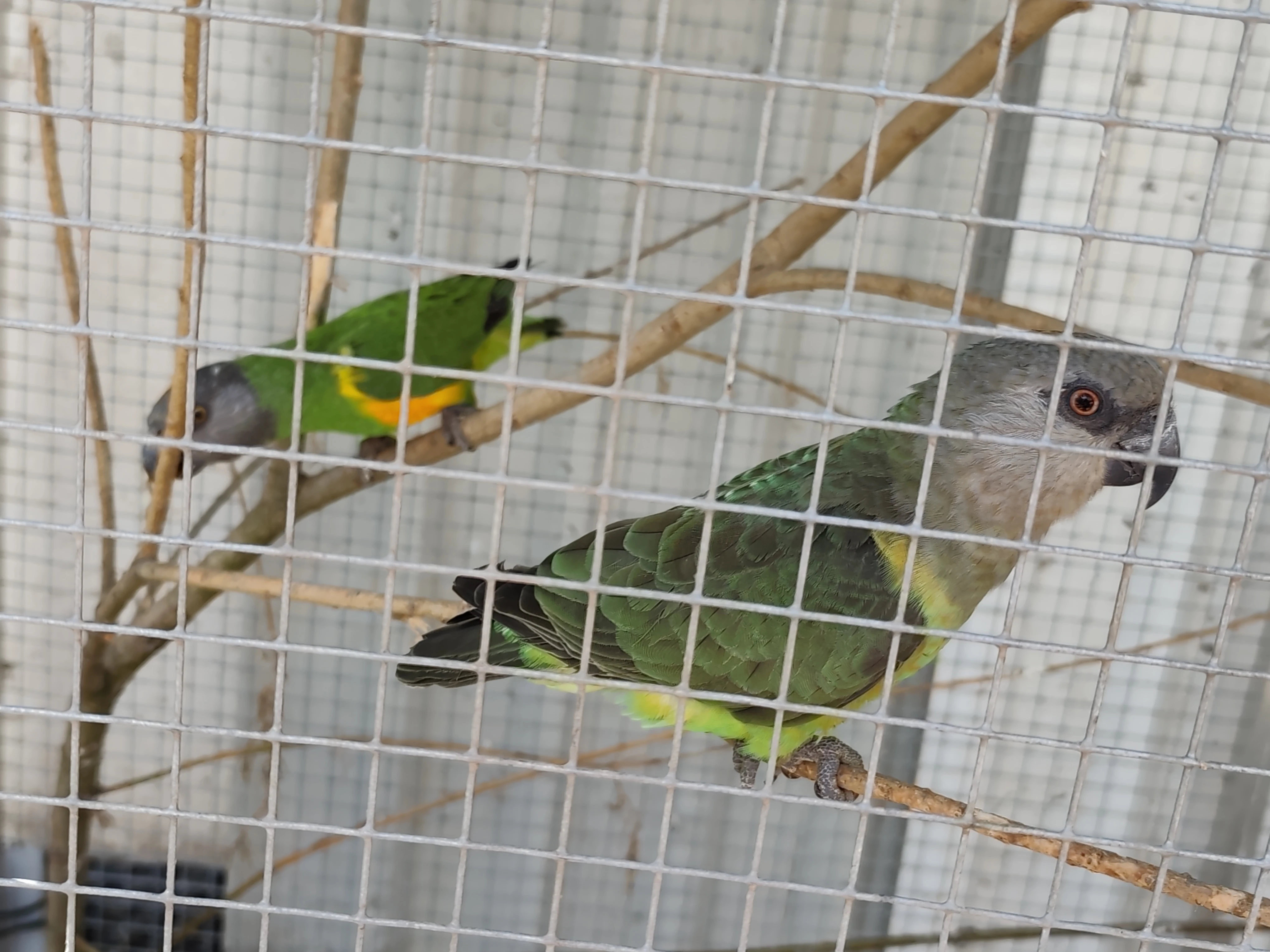 Papoušek senegalský