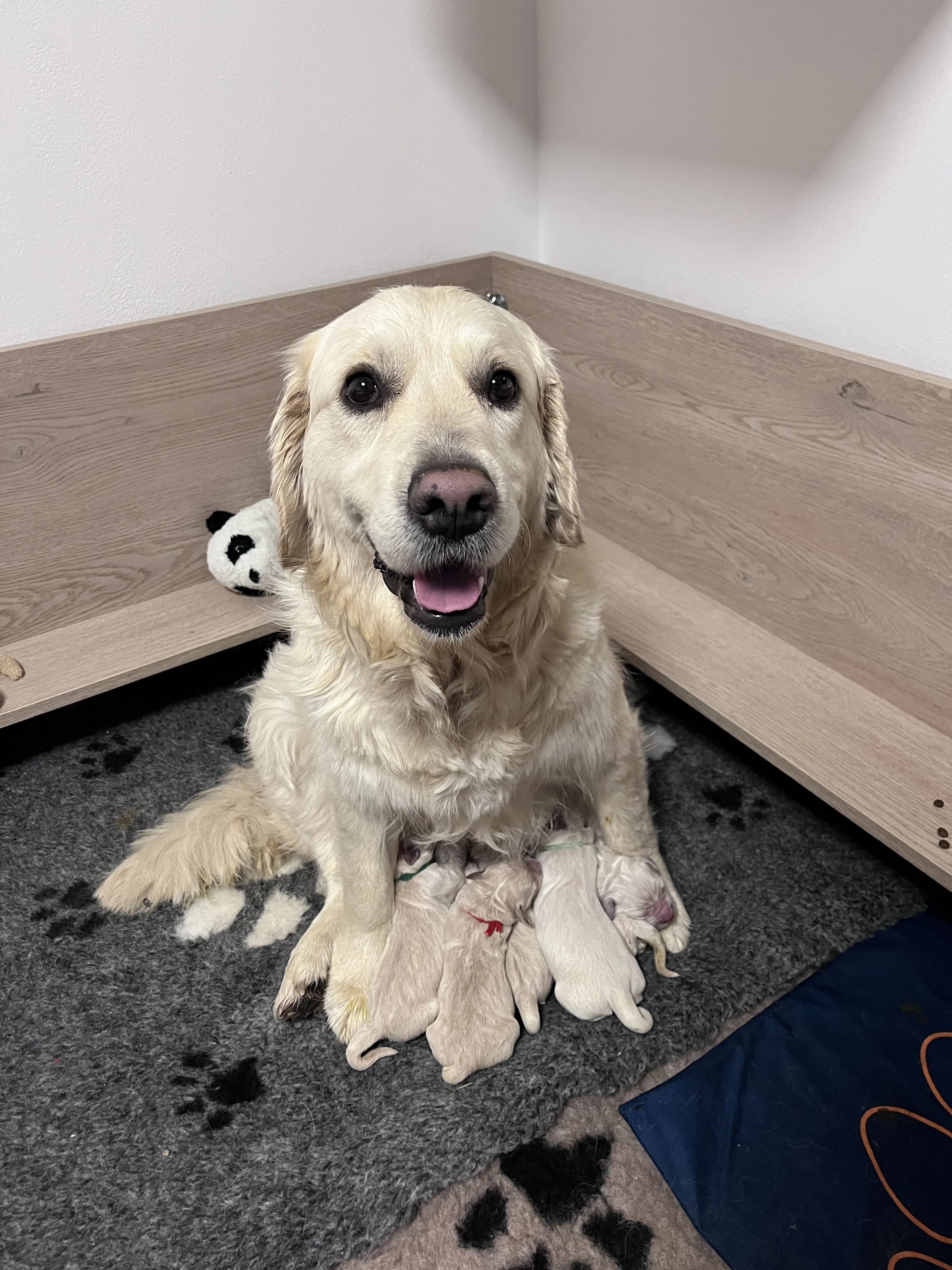 Poslední 2 štěňátka s odběrem po Novém roce