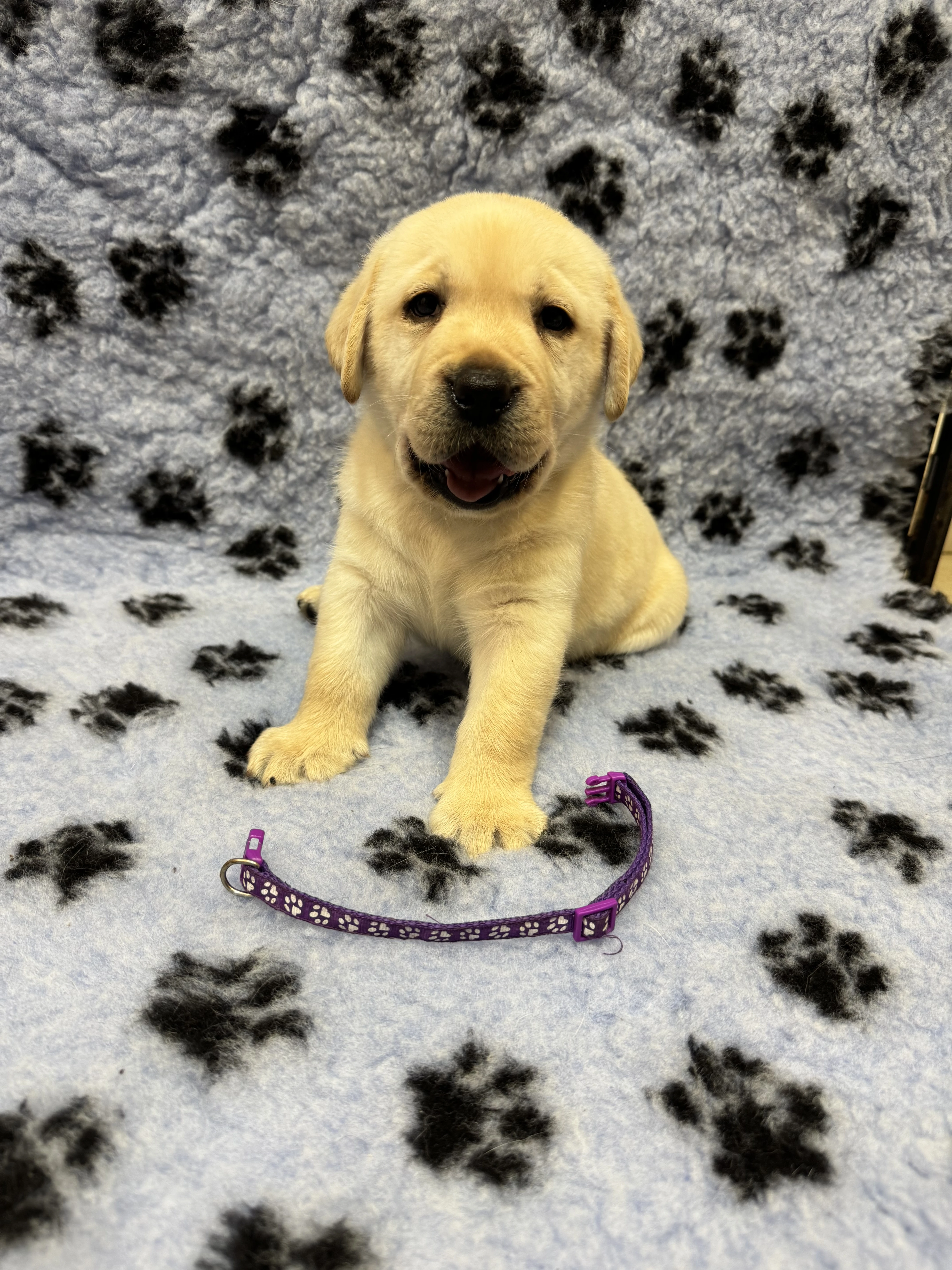 Štěňátka Labradorského retrievera s PP