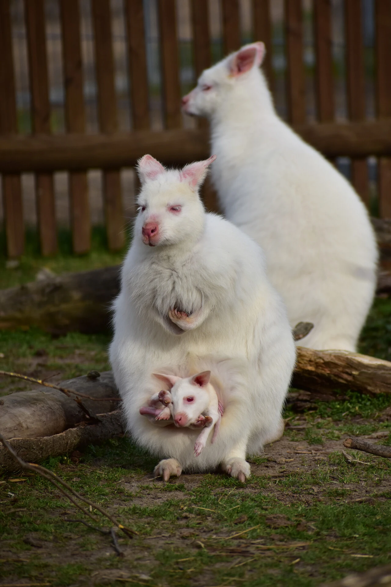Klokan rudokrký - albinotická forma