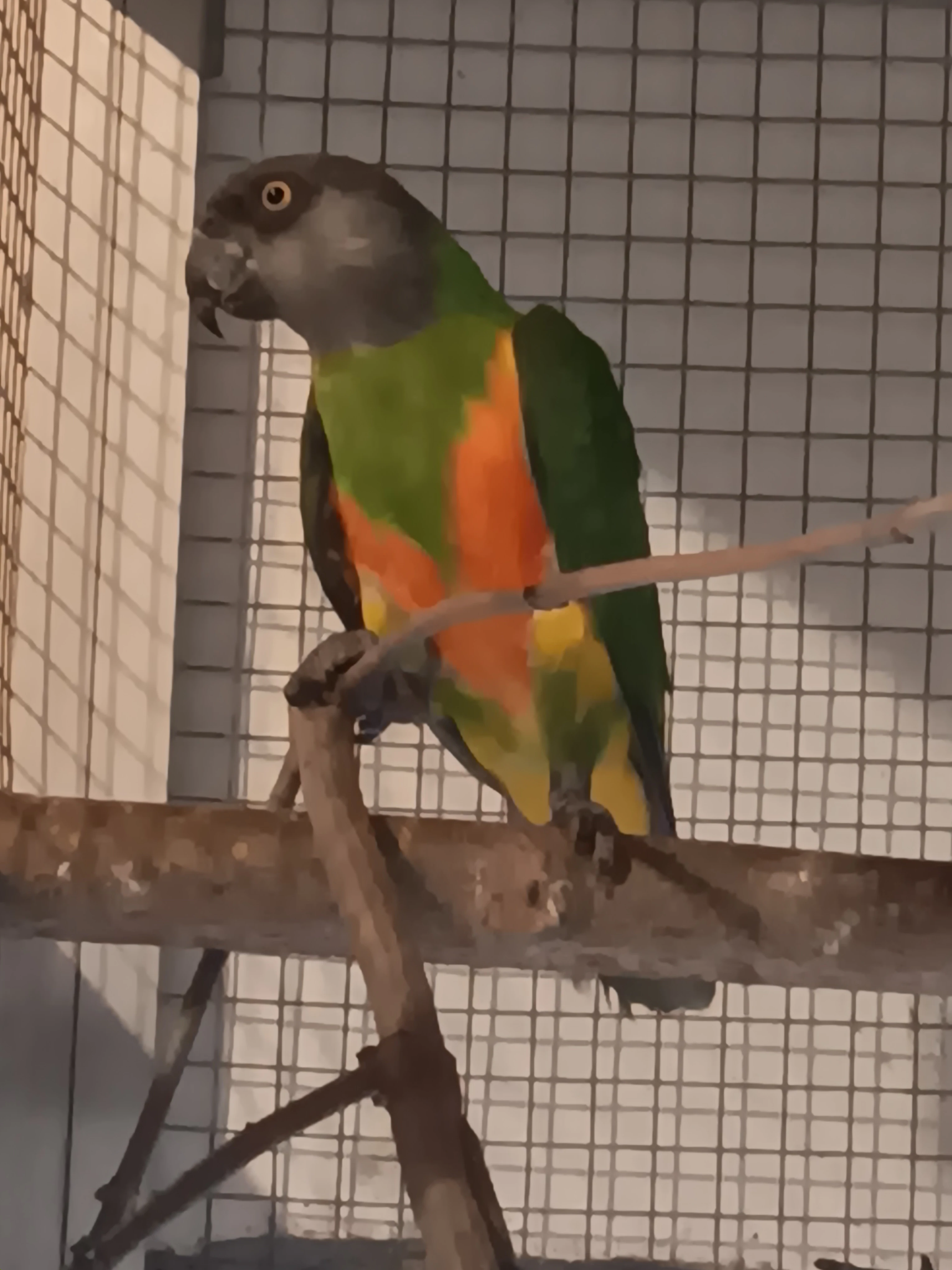 Chovný samec papouška senegalského