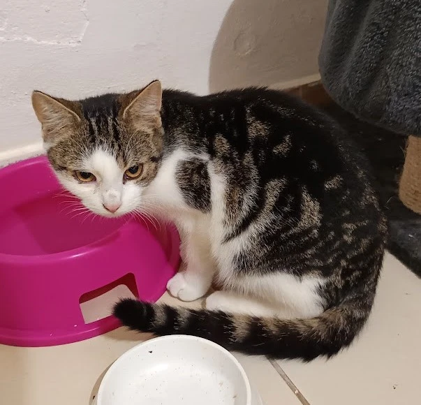 Kocourek Max hledá nový domov