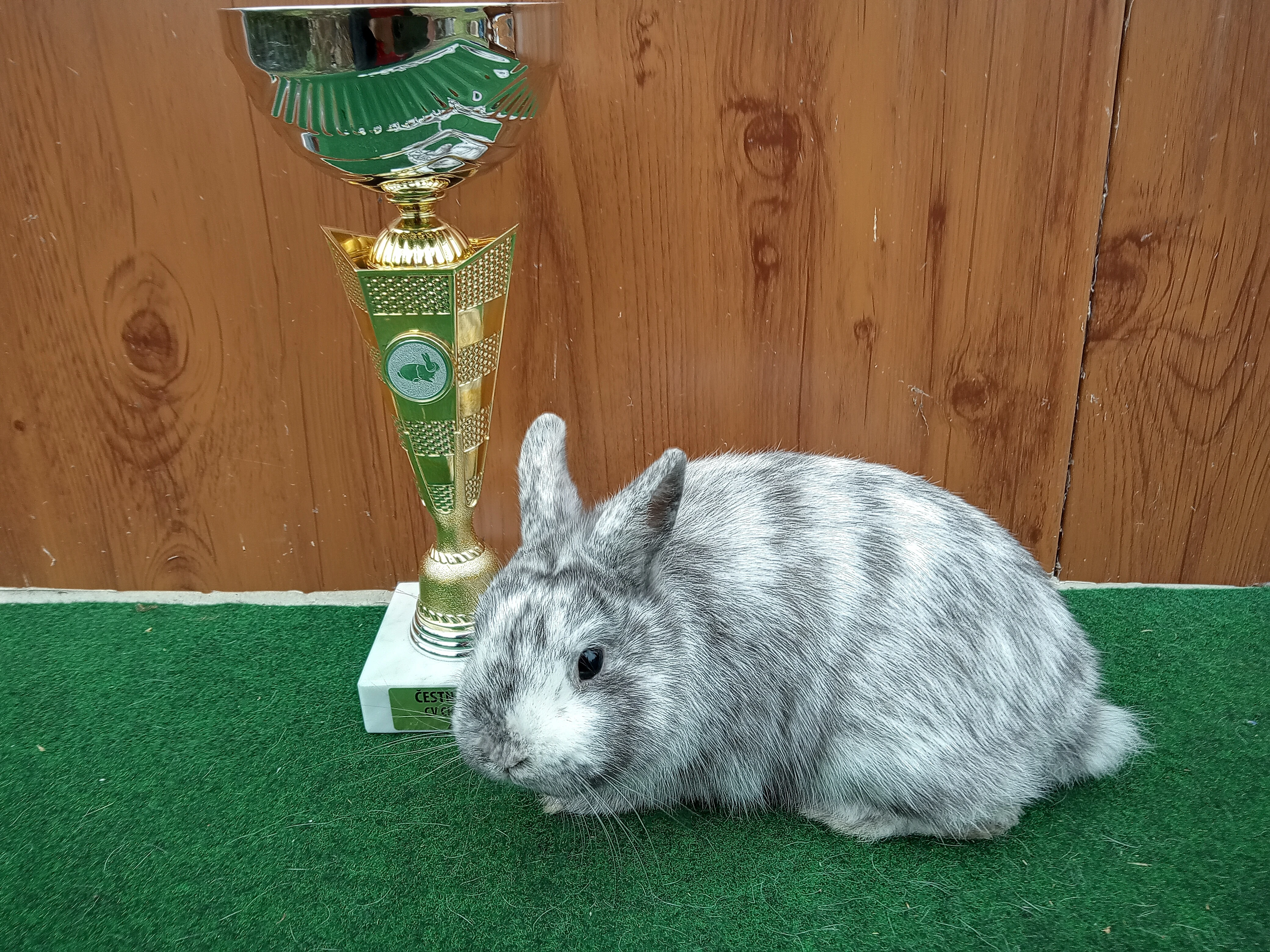 Zakrslý rhönský sameček