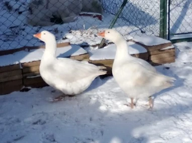 Prodám chovný pár