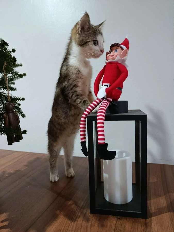 Ondrášek byl odhozen v lese, nyní hledá domov