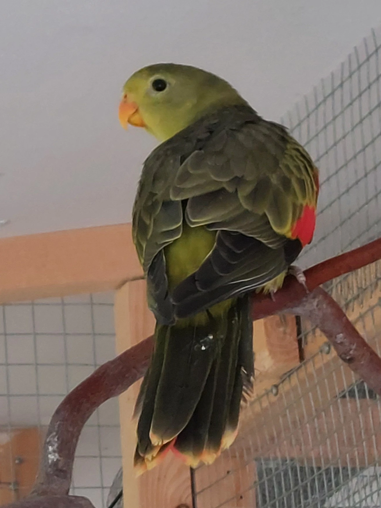 Papoušek červenokřídlý šedozelený