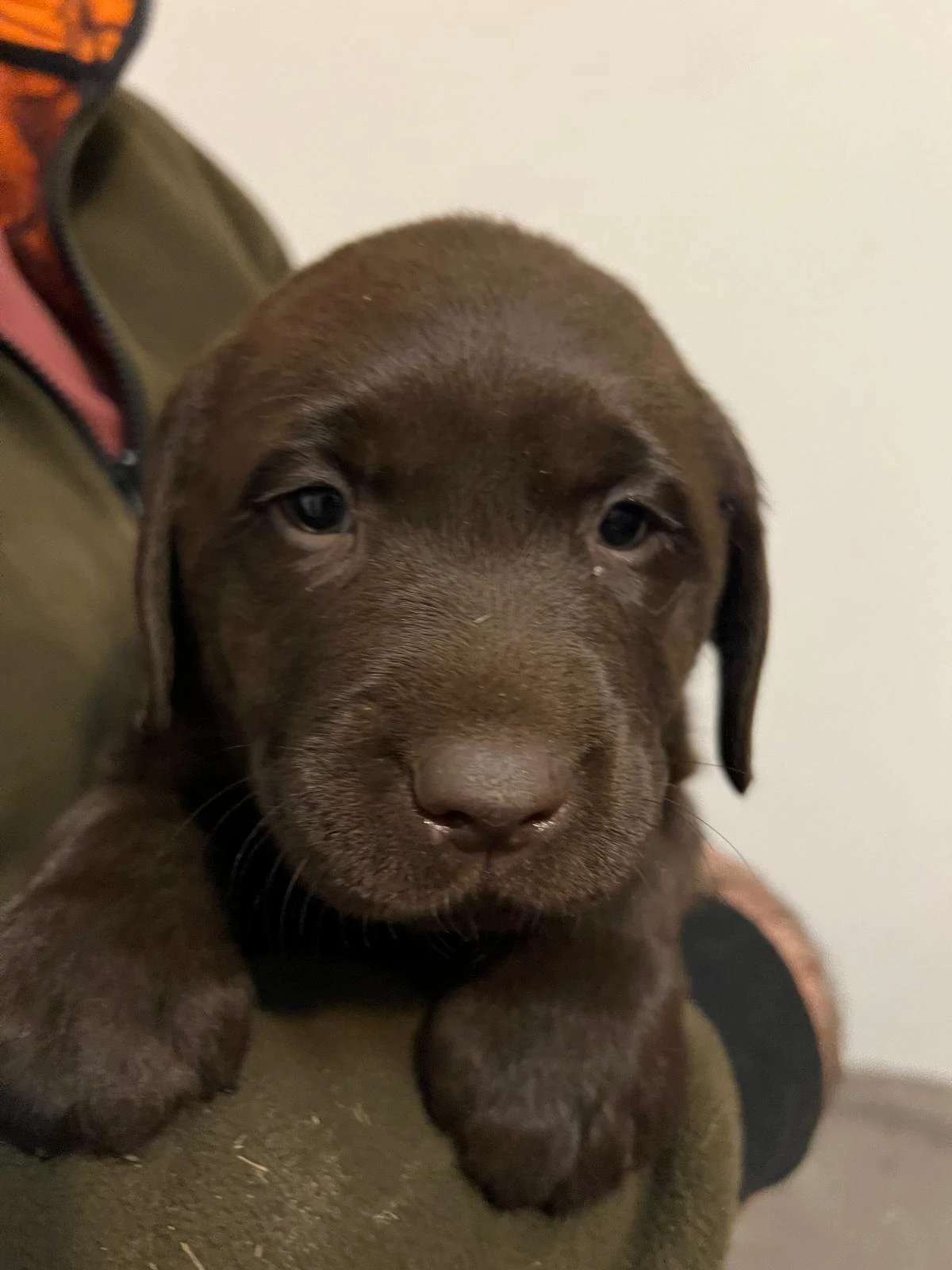 Labradorský retrívr - hnědá štěňátka s PP