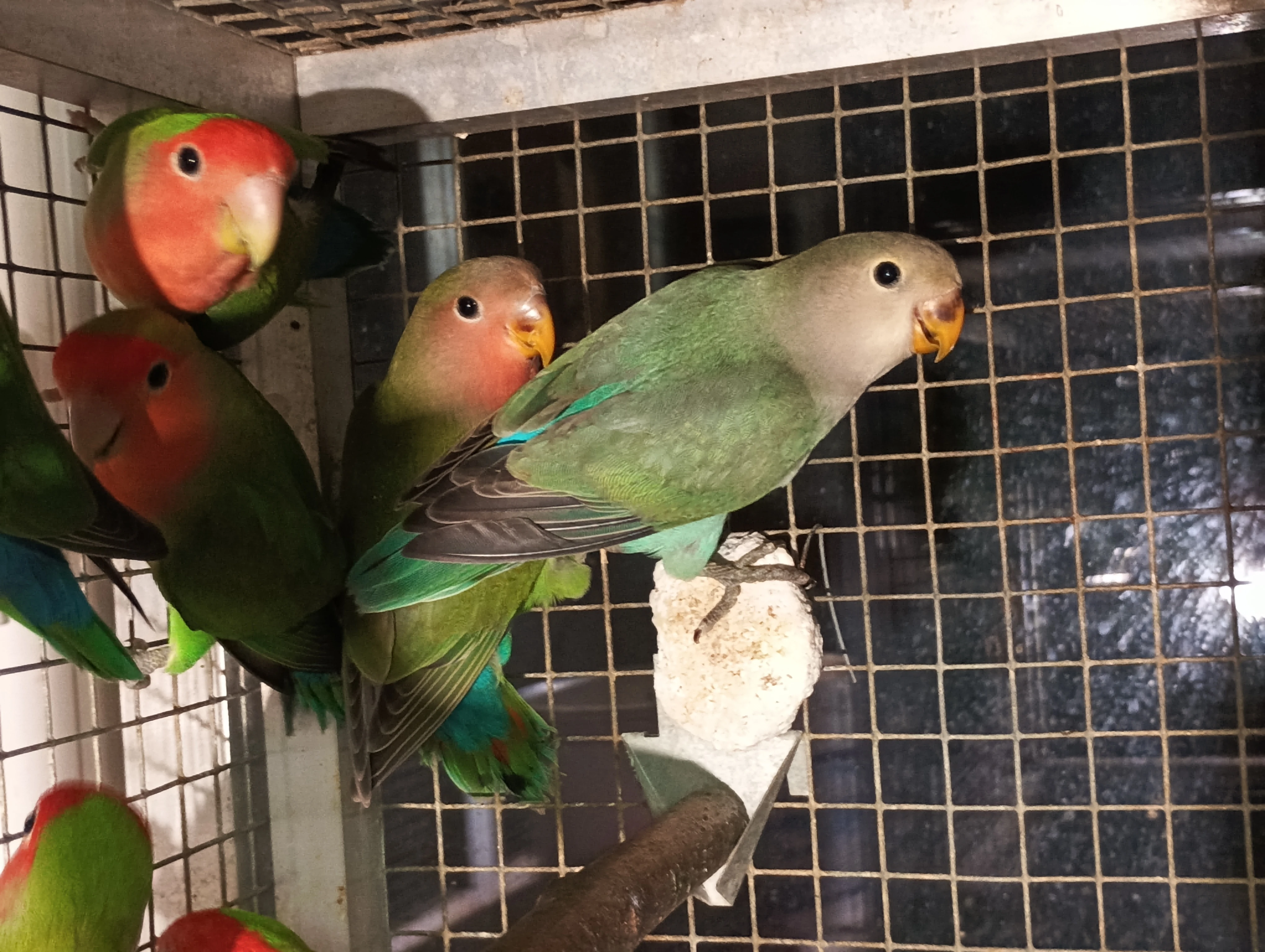 Agapornis růžovohrdlý