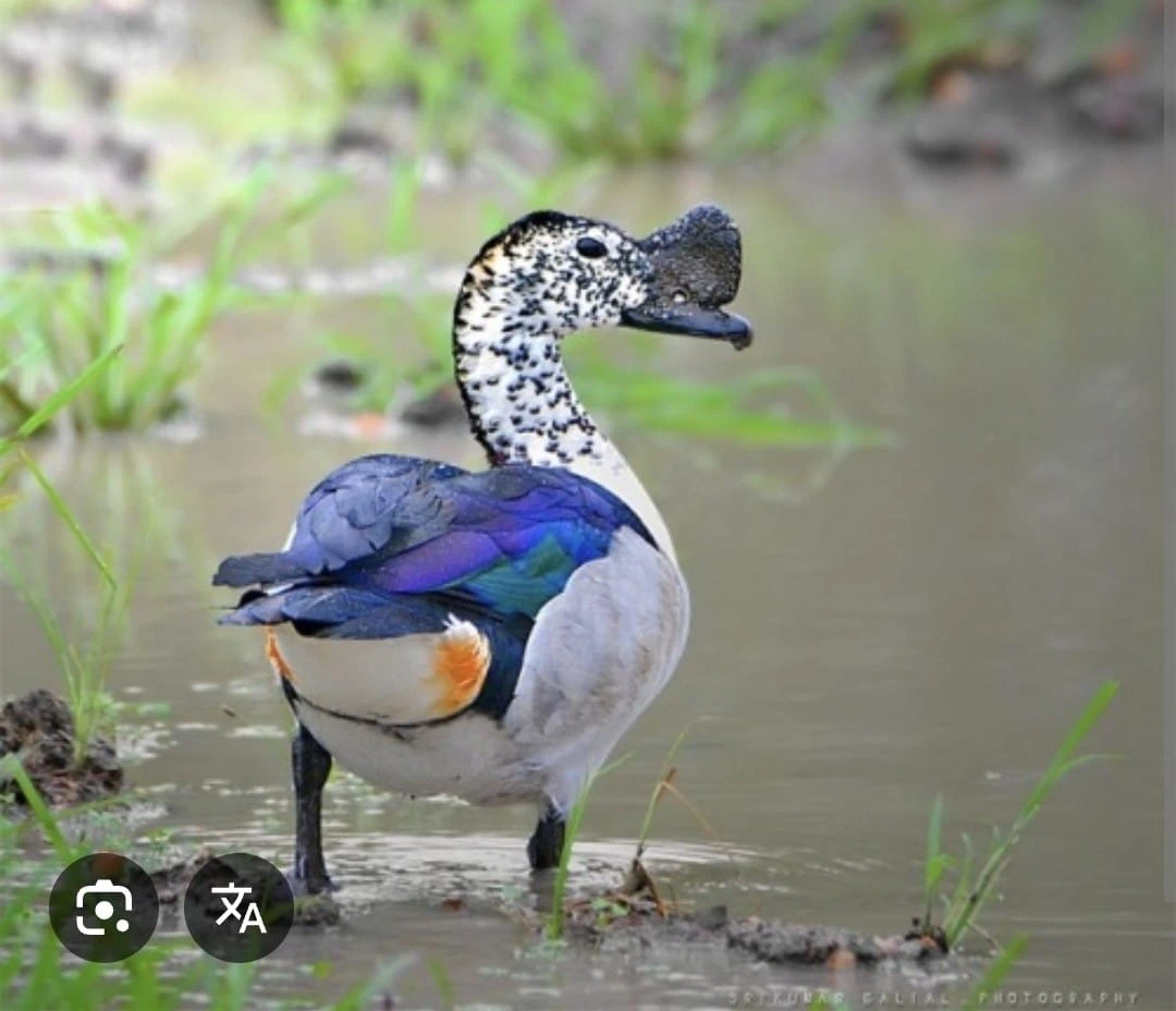 Pižmovka hřebenatá