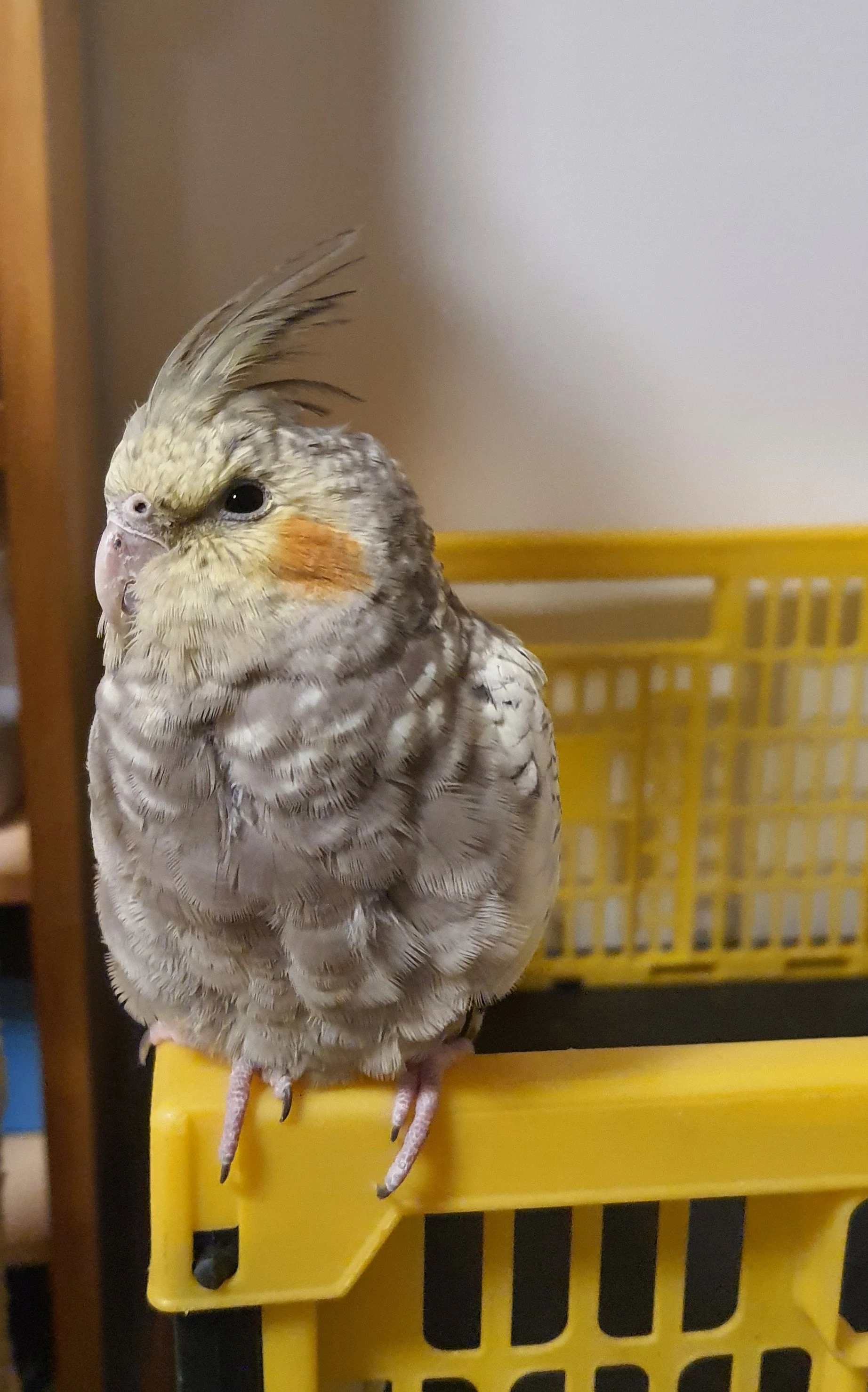 Mládě korely z bytu - perlová samice 4,5 měsíce stará