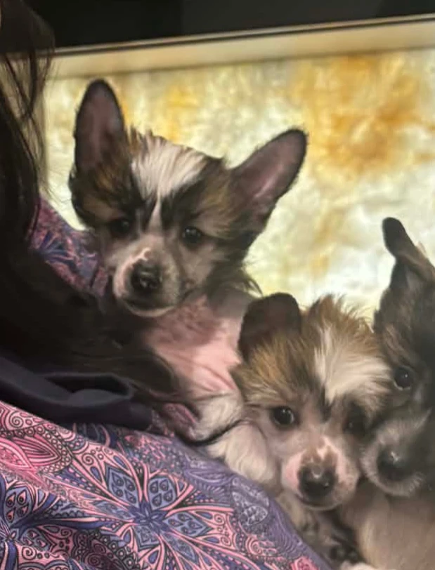 Čínský chocholatý pes Naháček