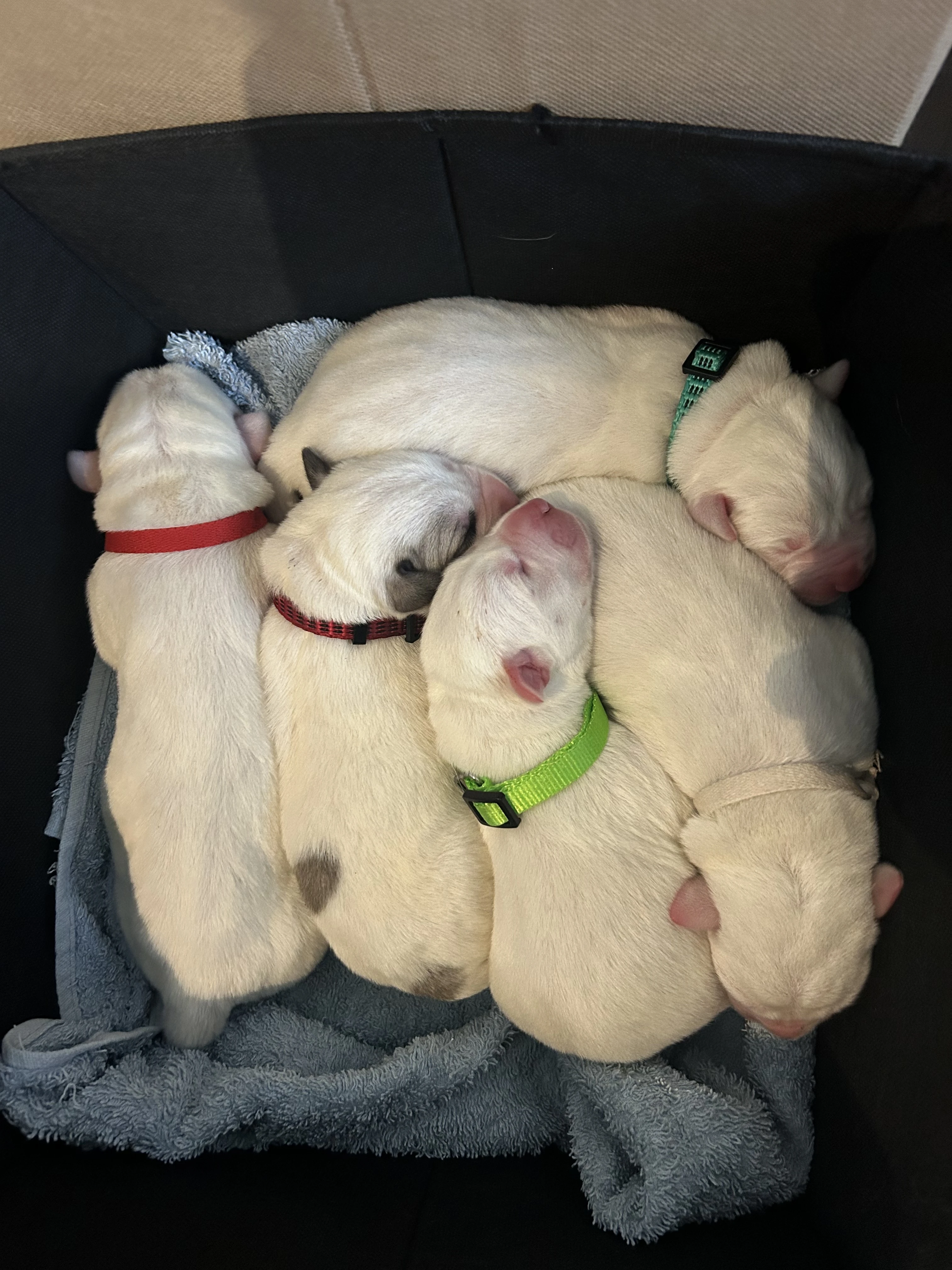 Prijímame rezervácie na šteniatka