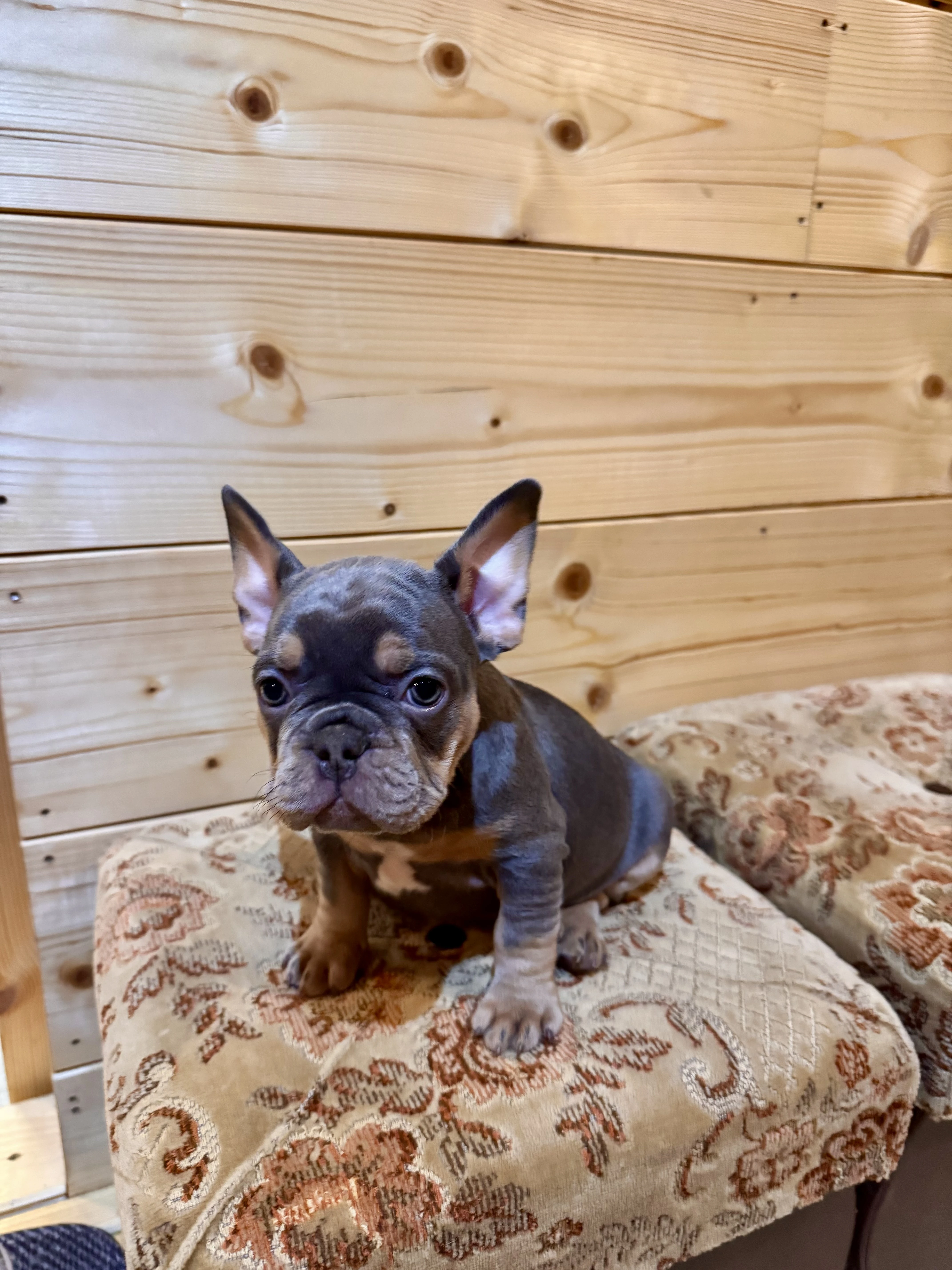 Francouzský buldoček s PP