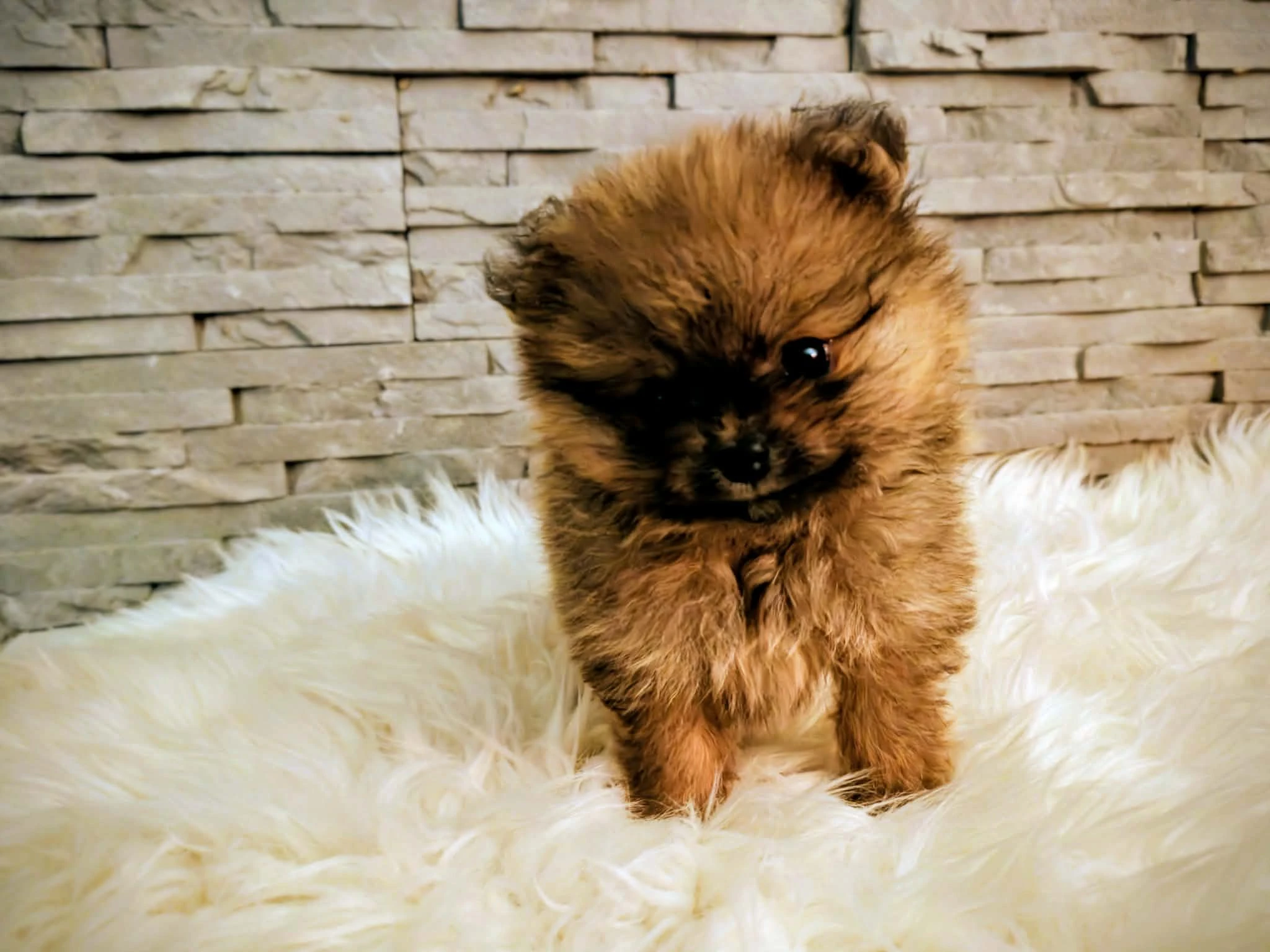 Prodám štěně Pomeranian