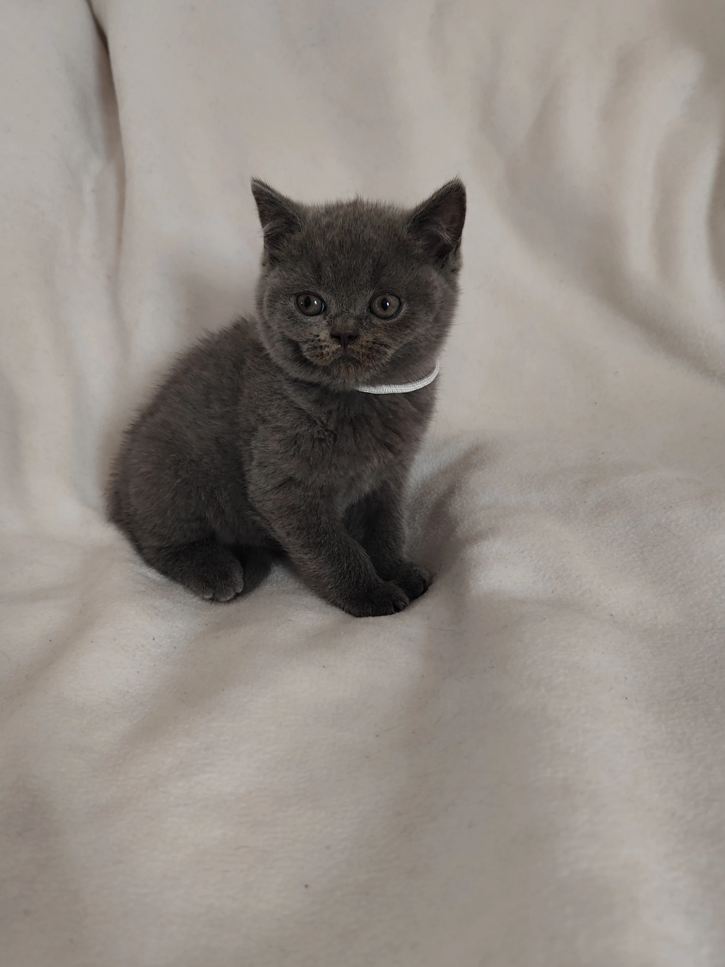 Britská koťátka s PP